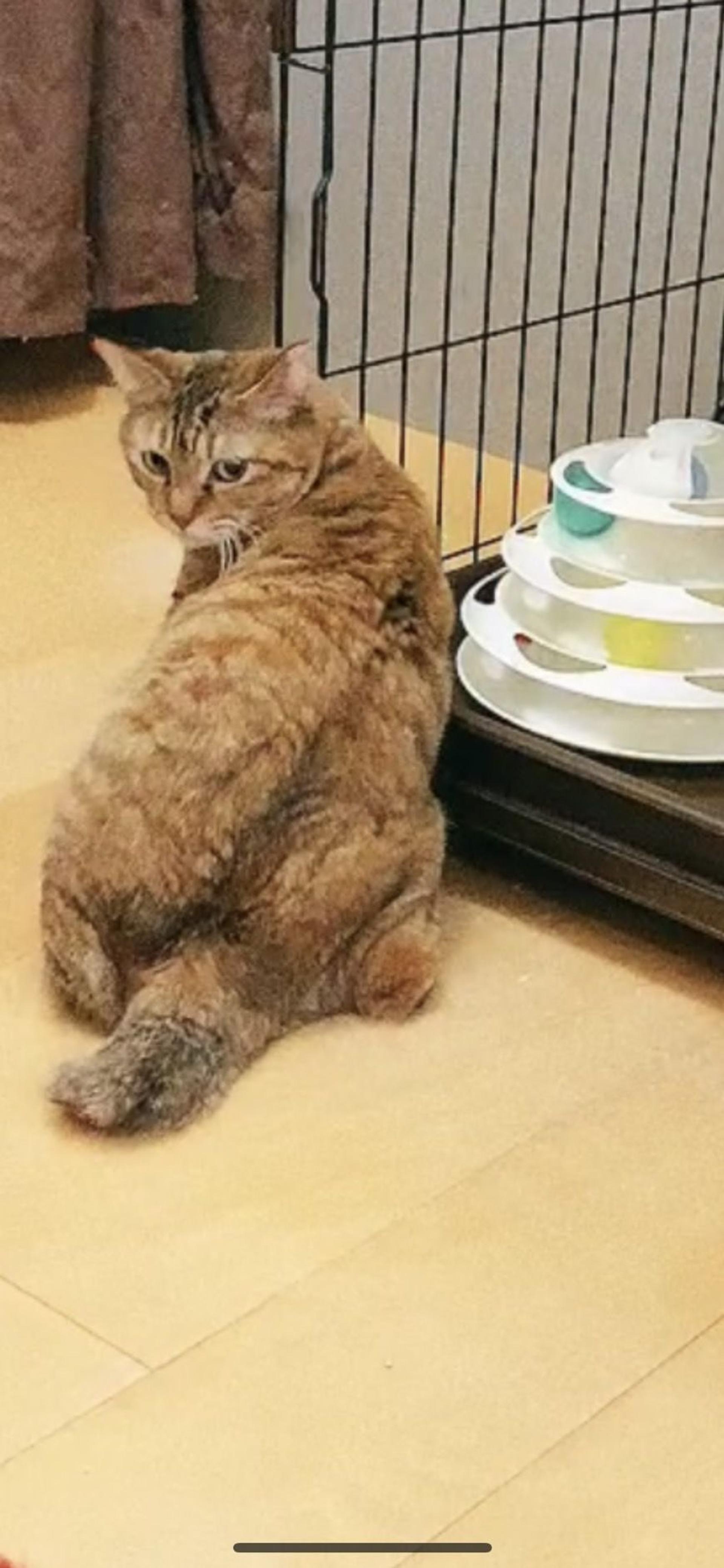 pet-image-2