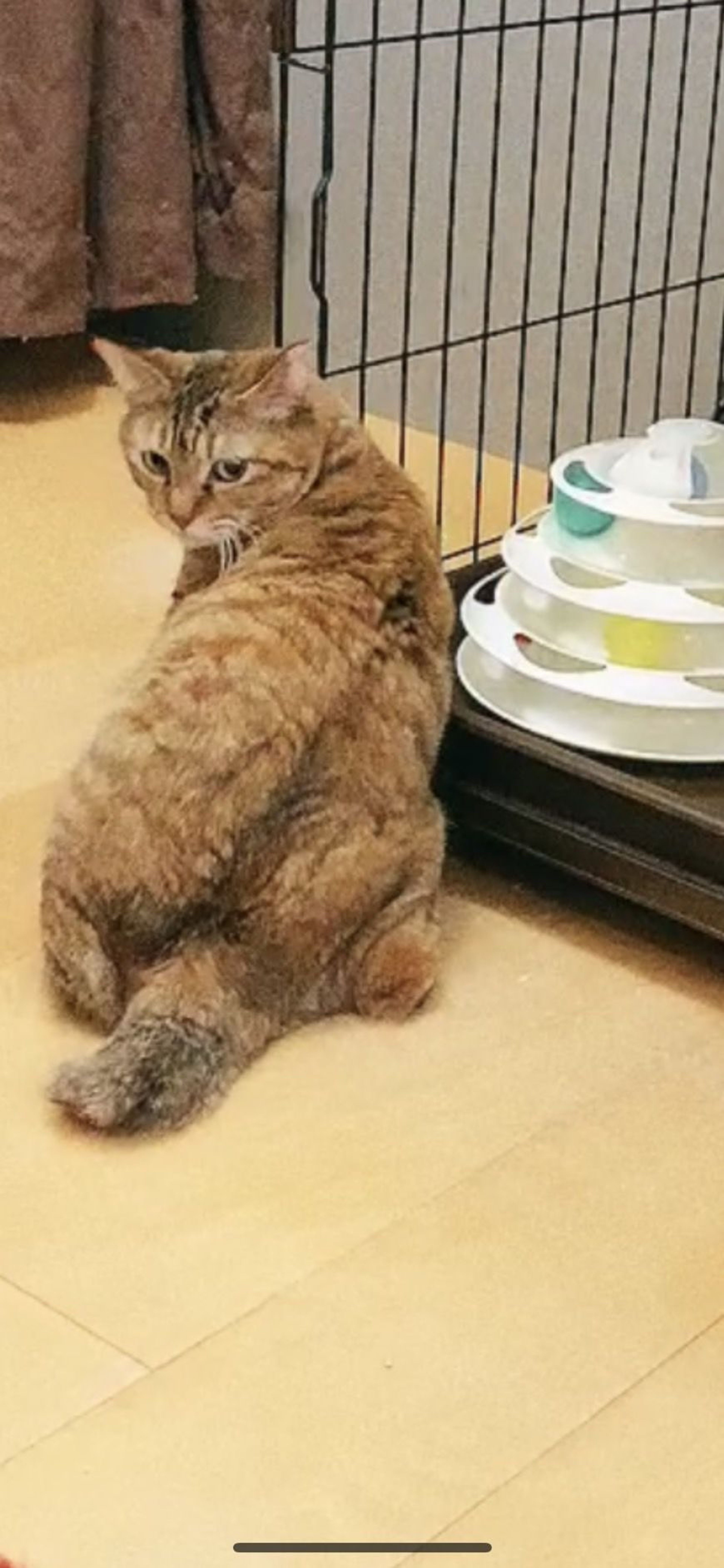 pet-image-2