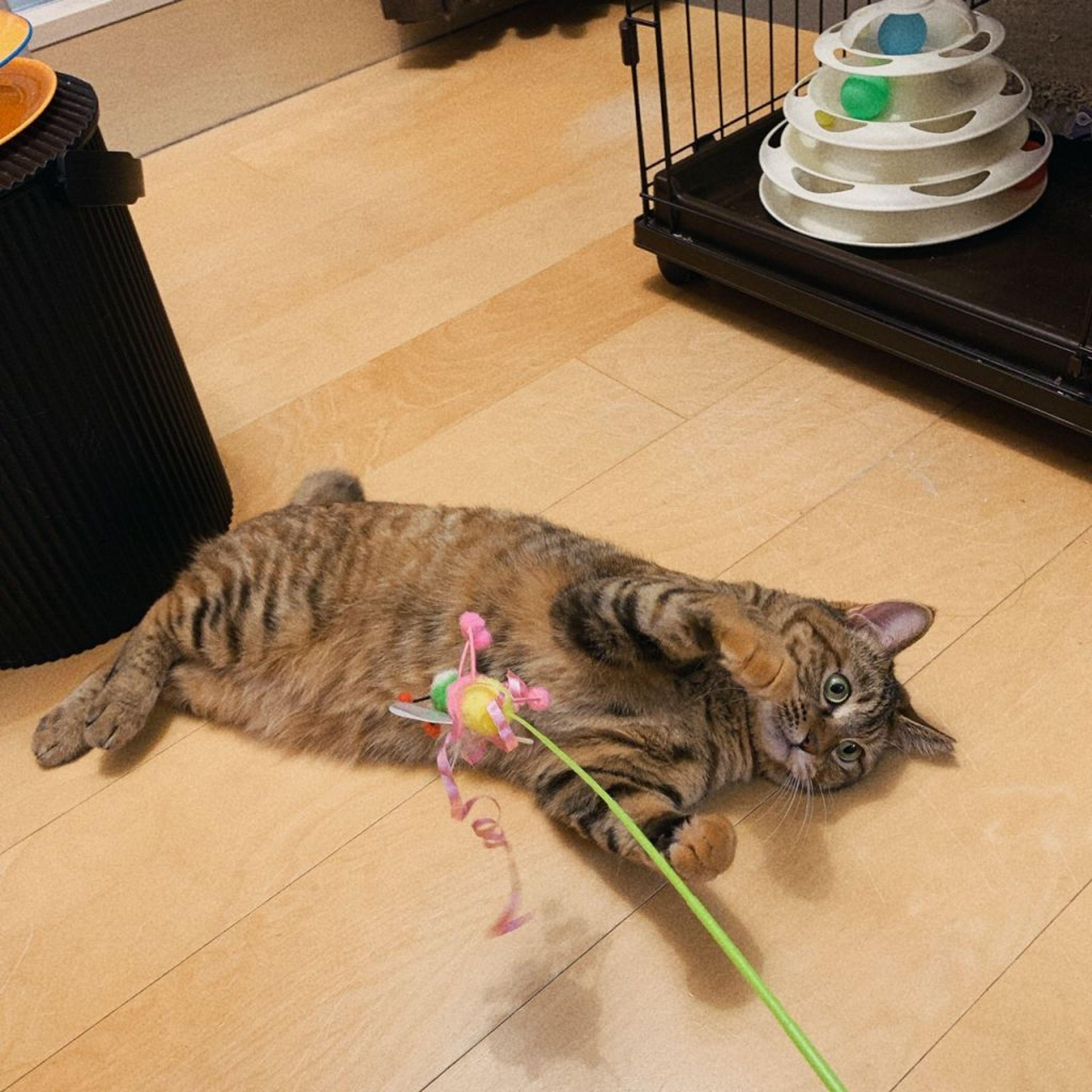 pet-image-3