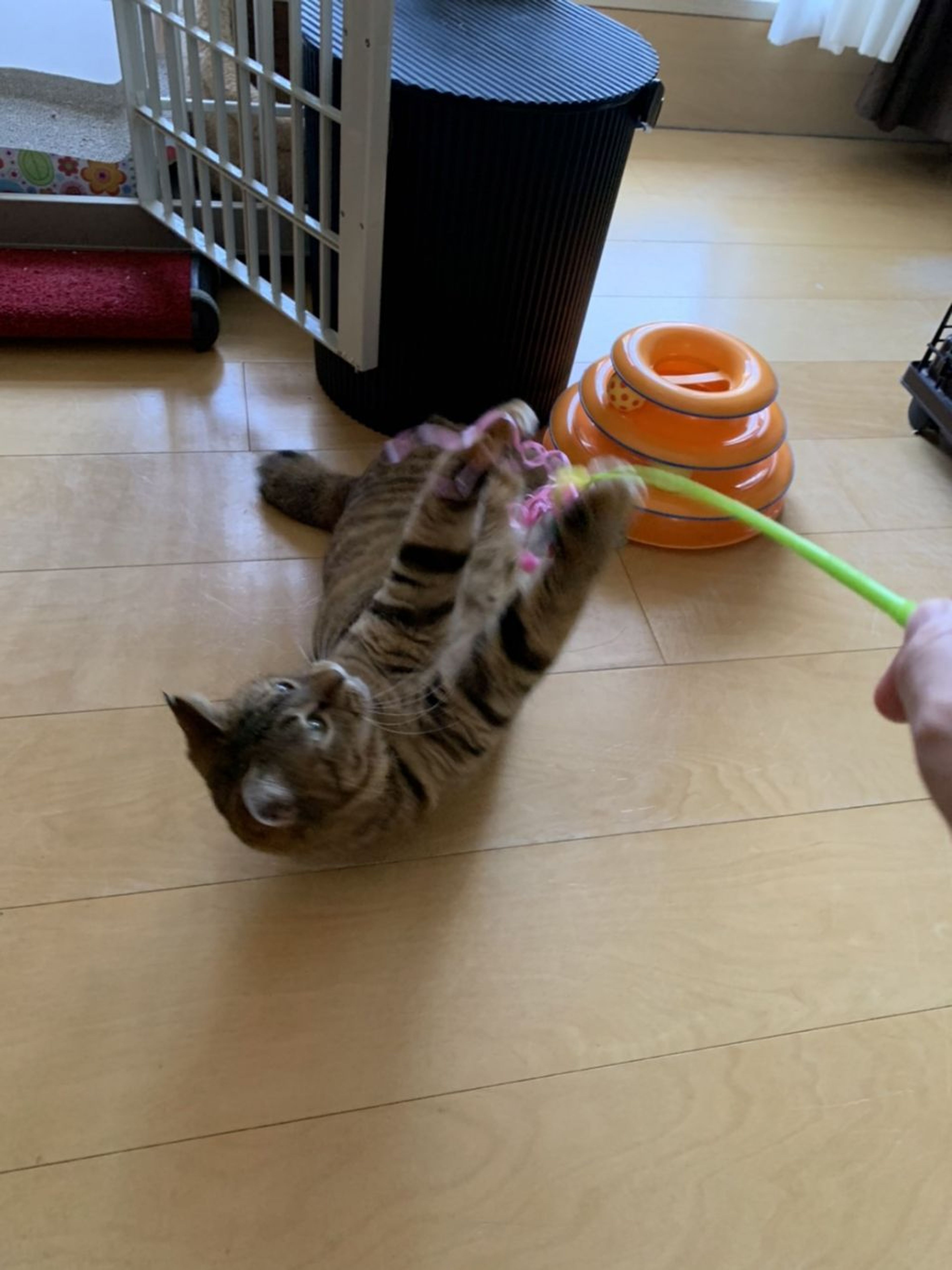 pet-image-4