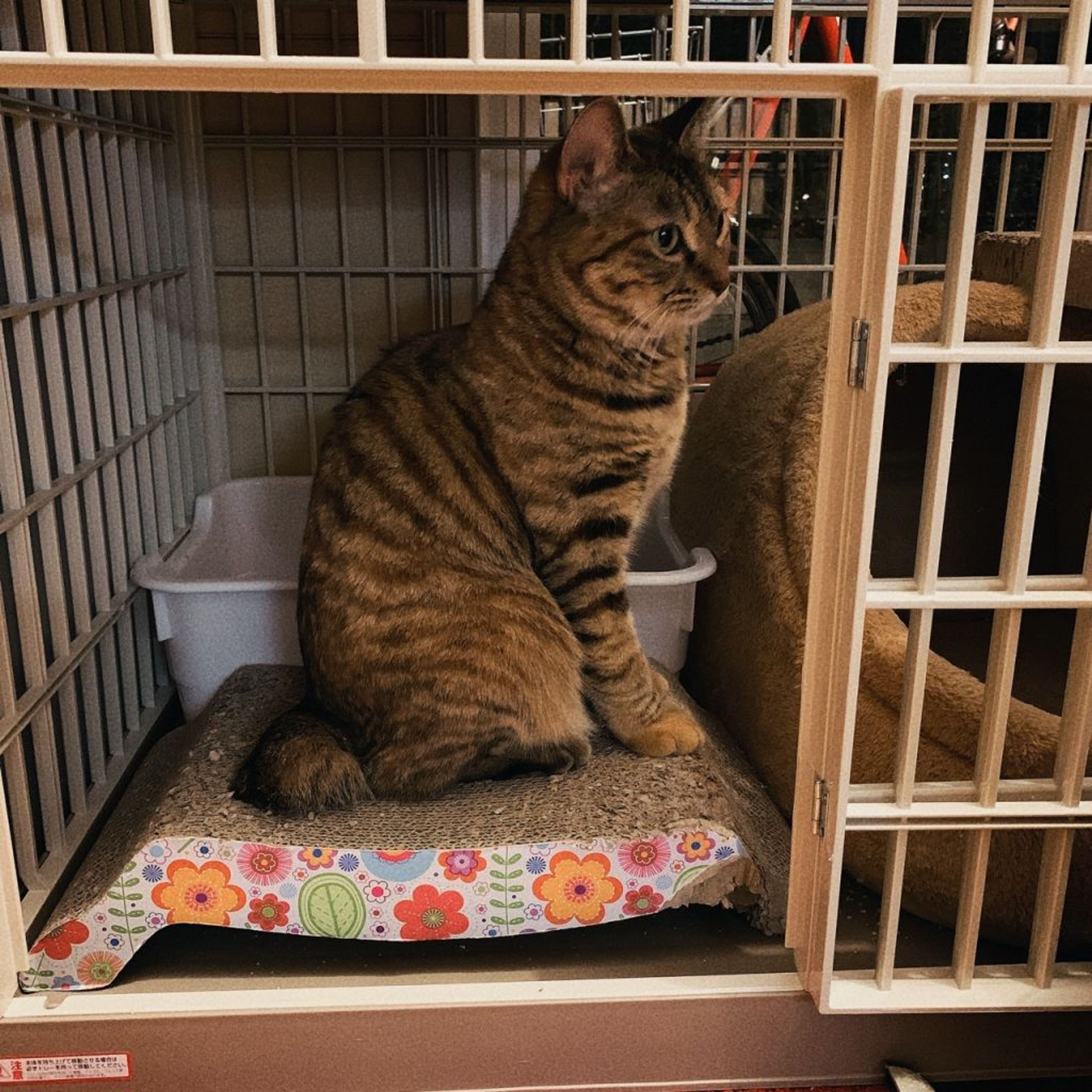 pet-image-5