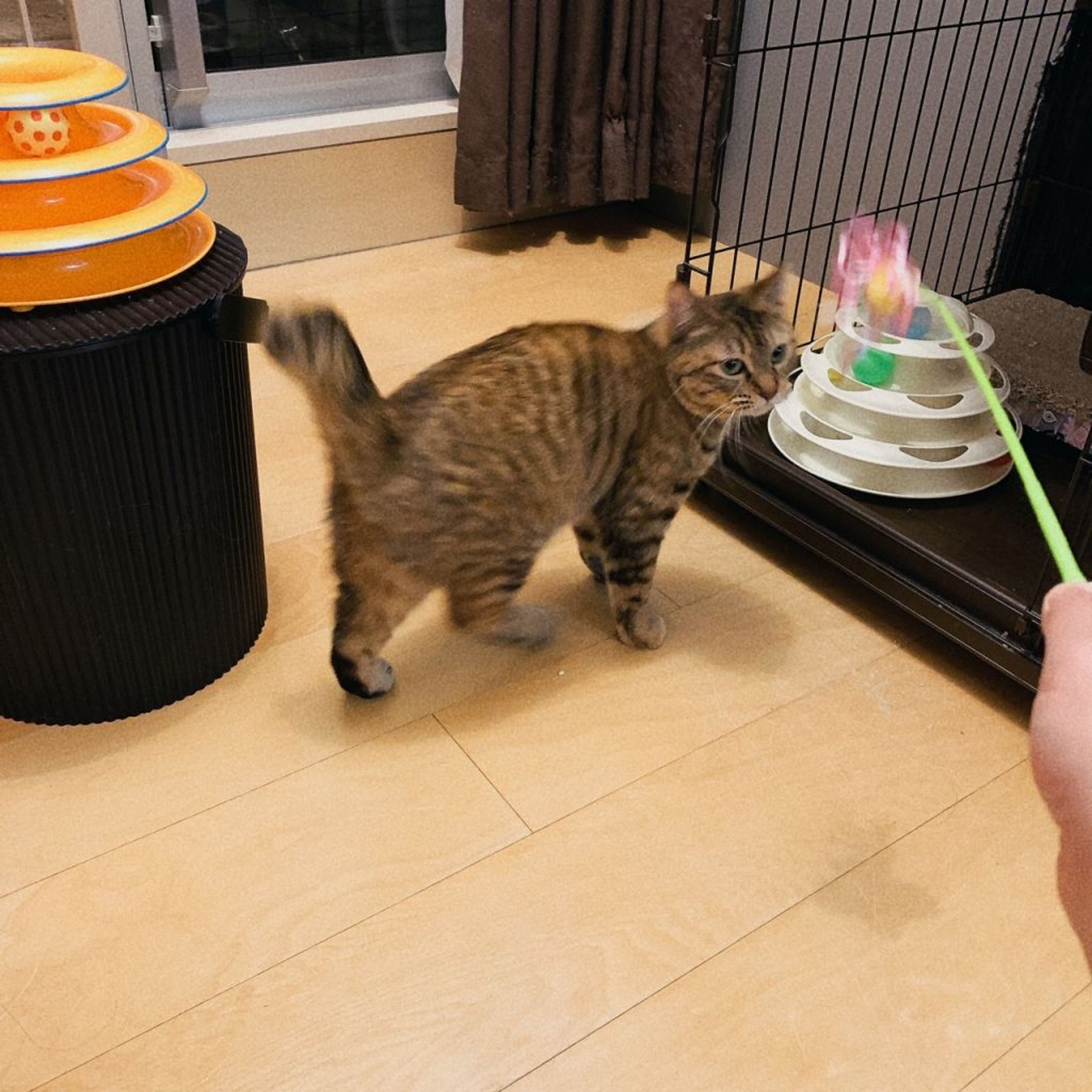 pet-image-6