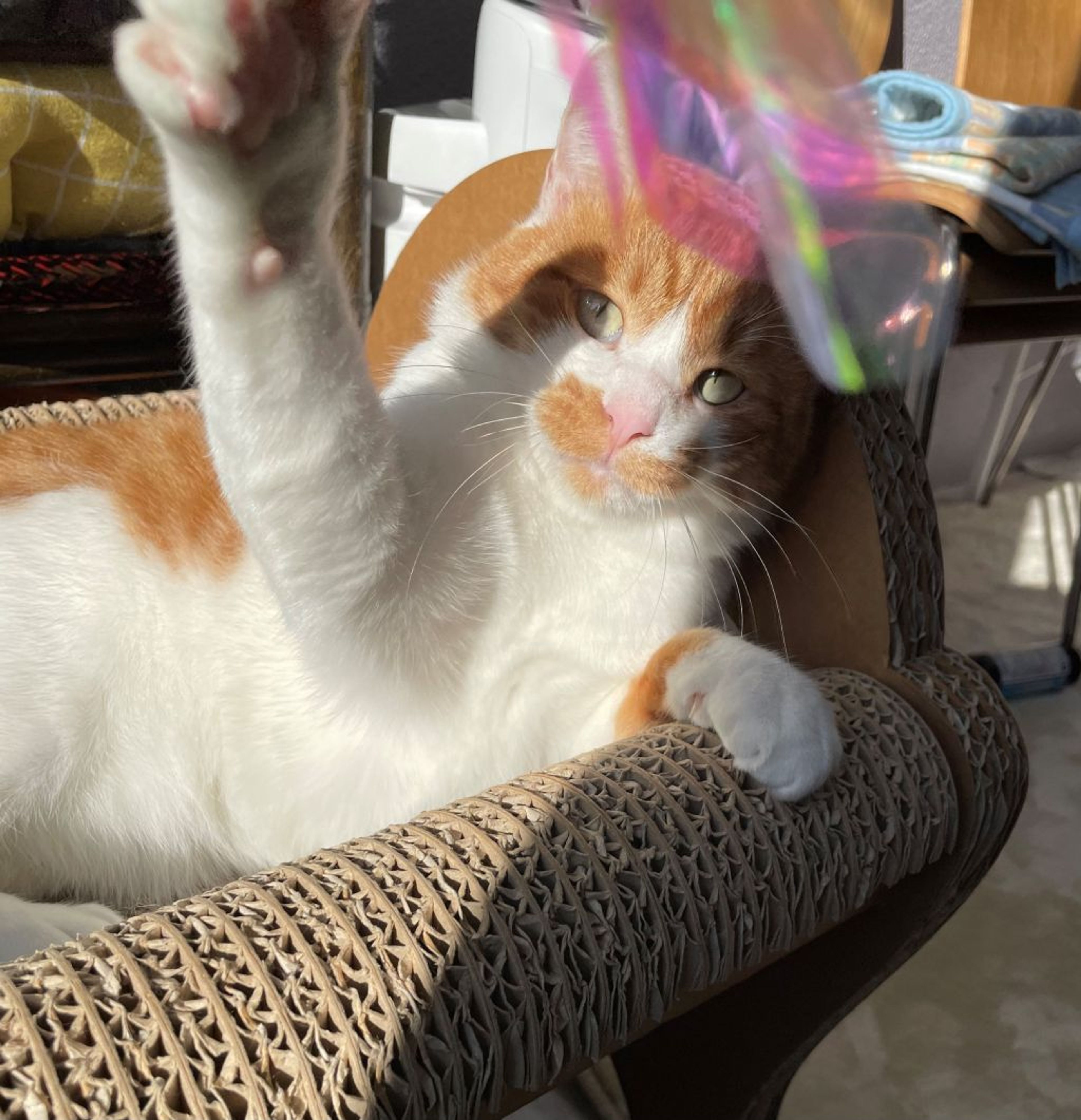 pet-image-3