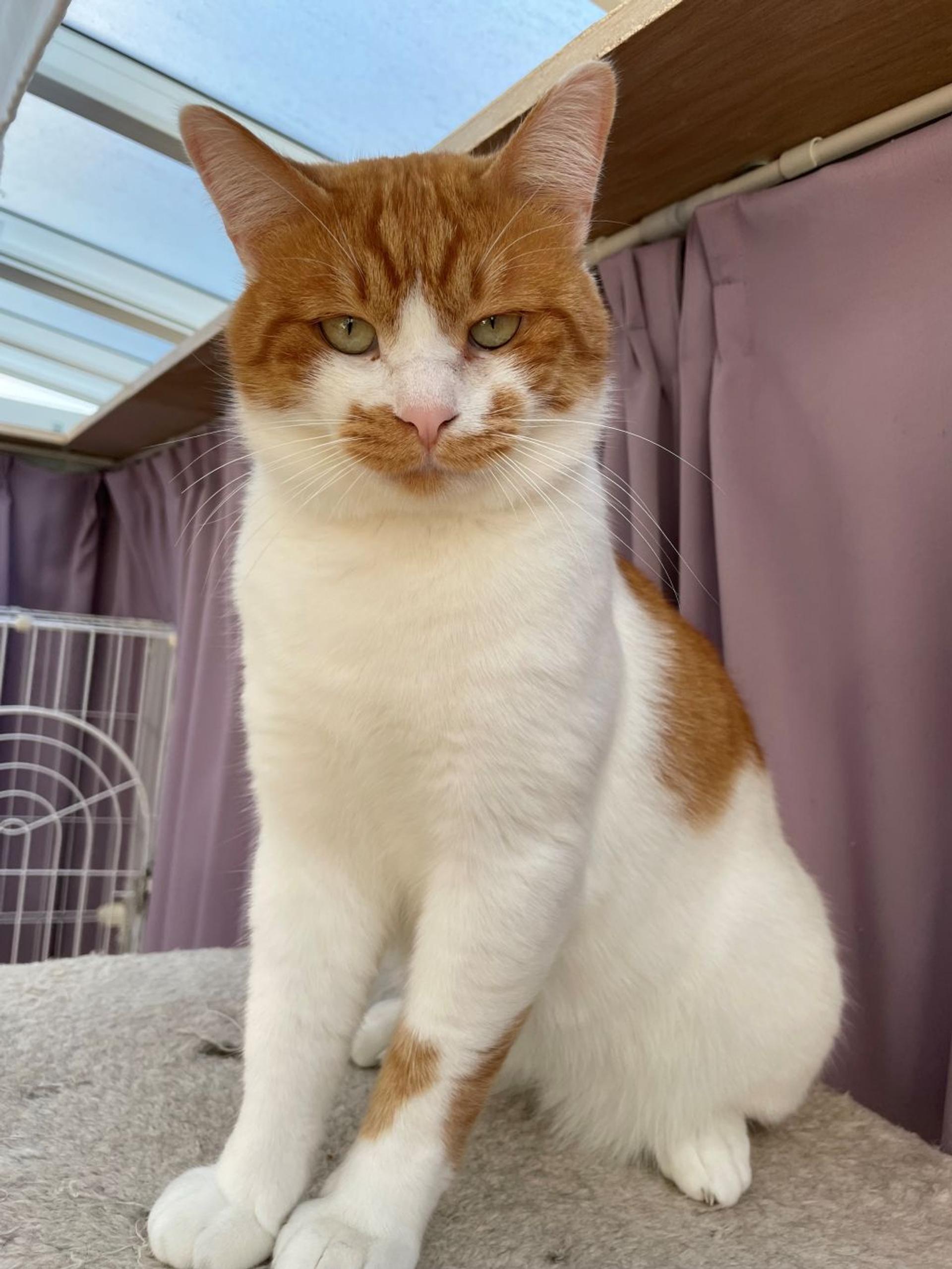 pet-image-5