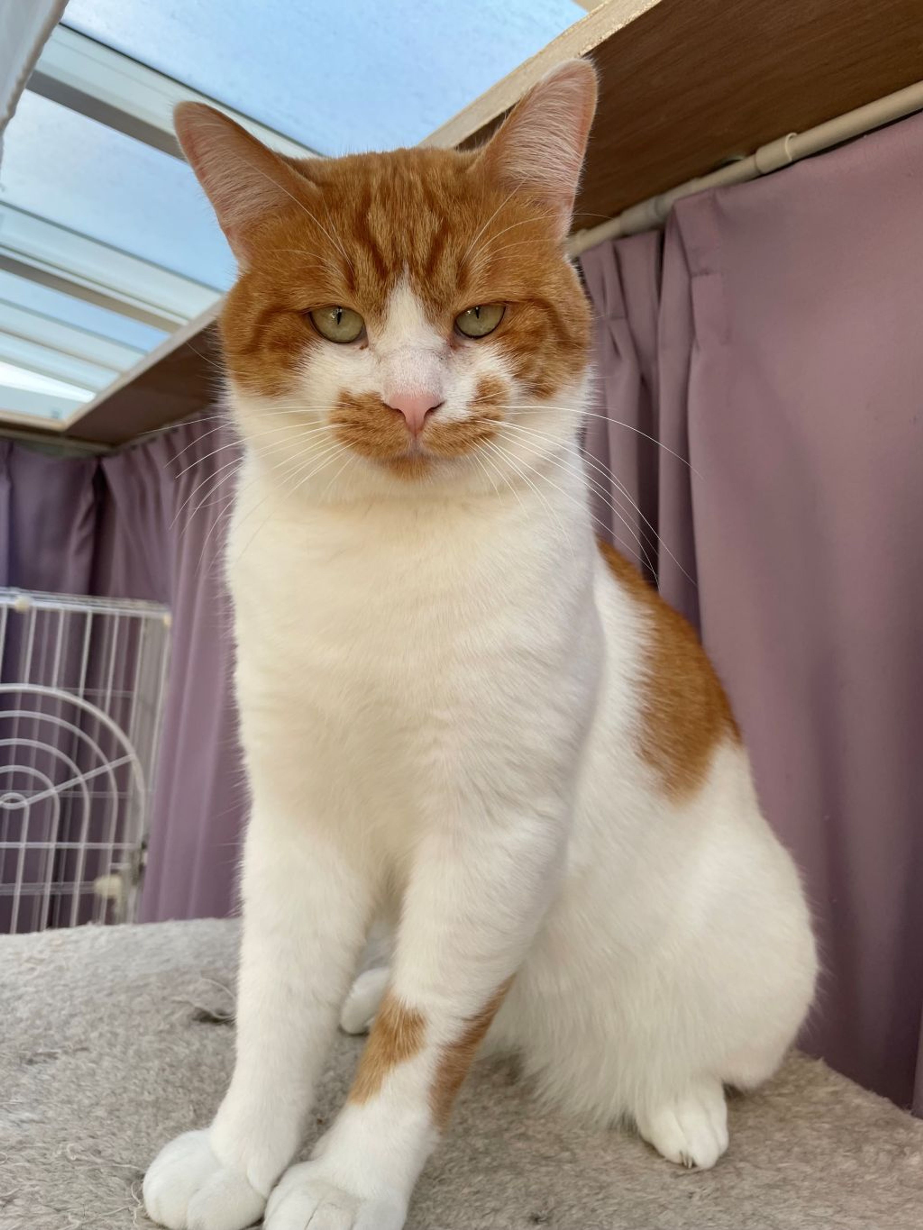 pet-image-5