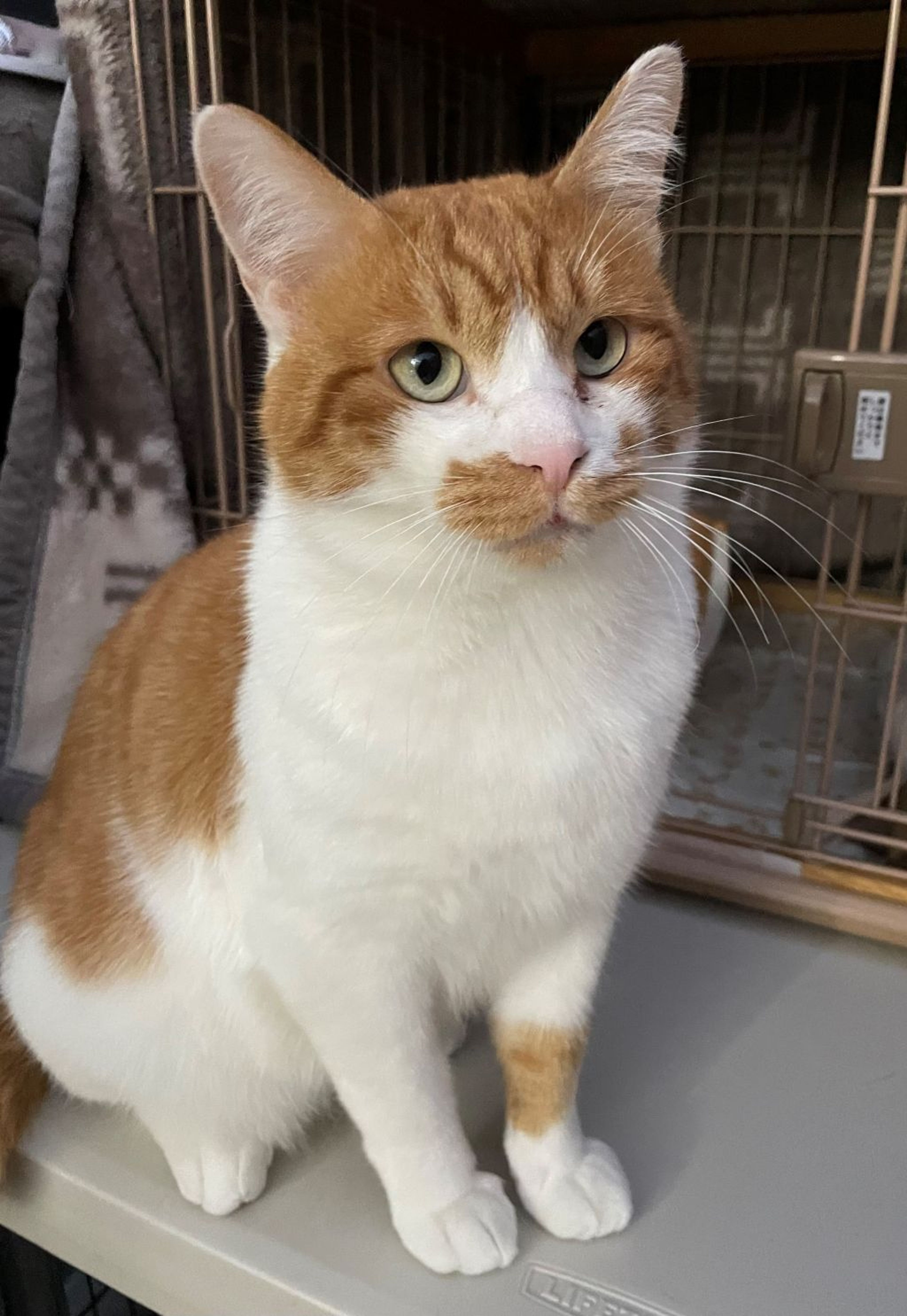 pet-image-6