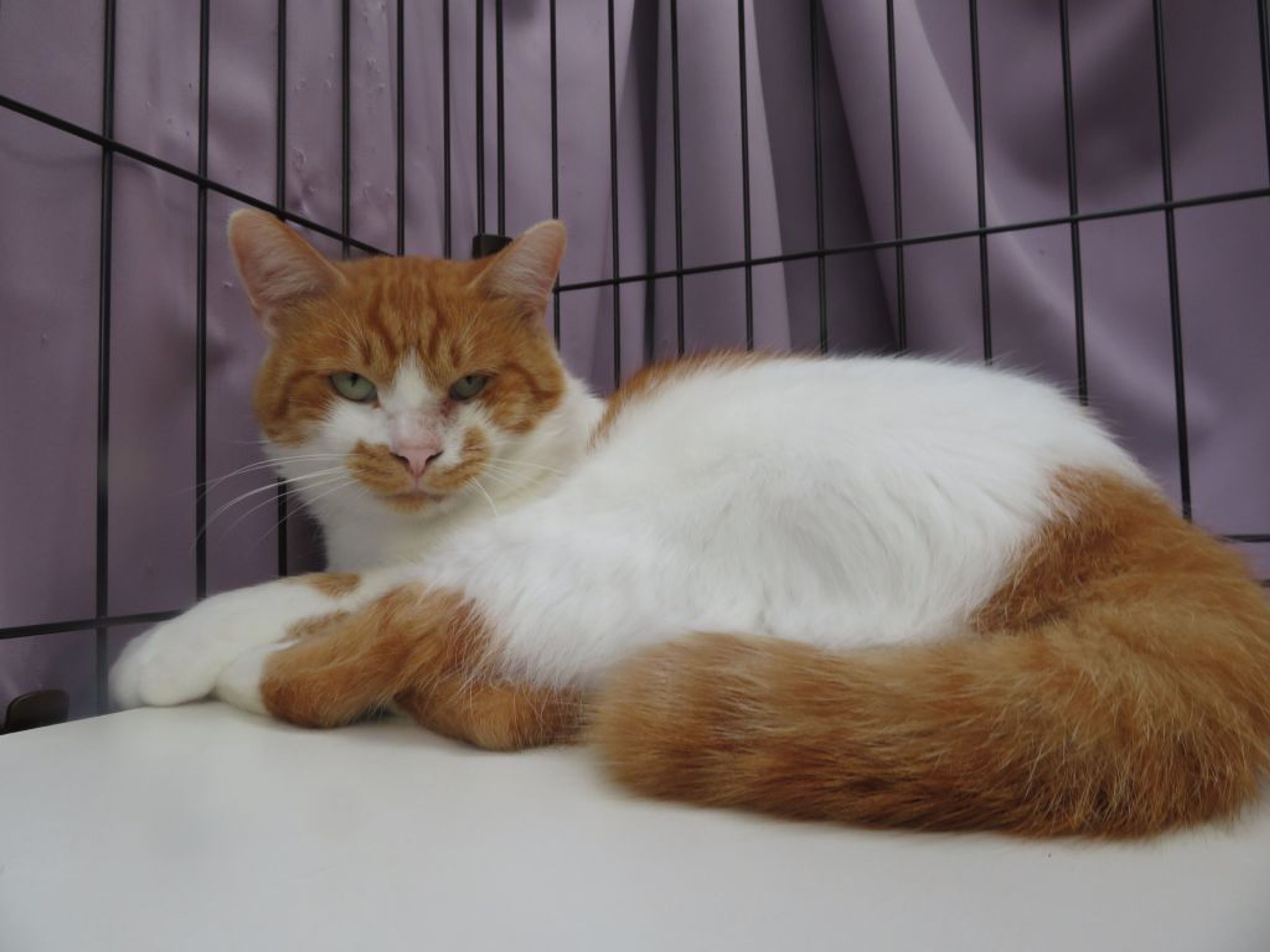 pet-image-7