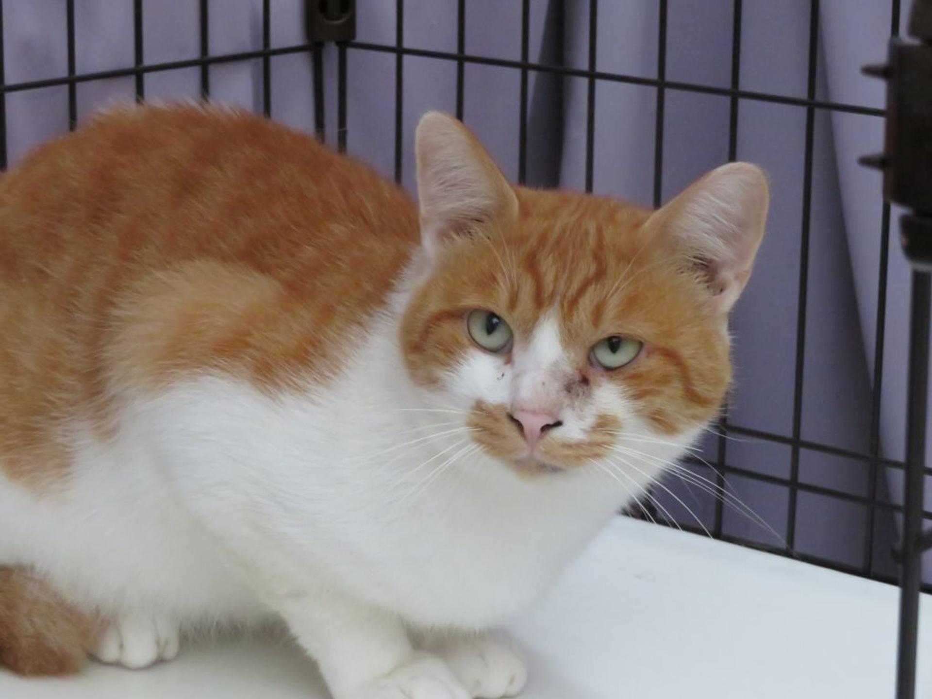 pet-image-10