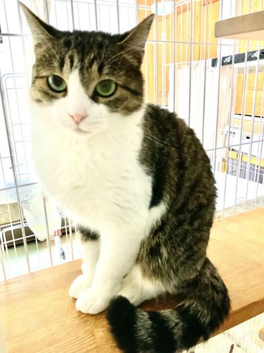 かえでの写真