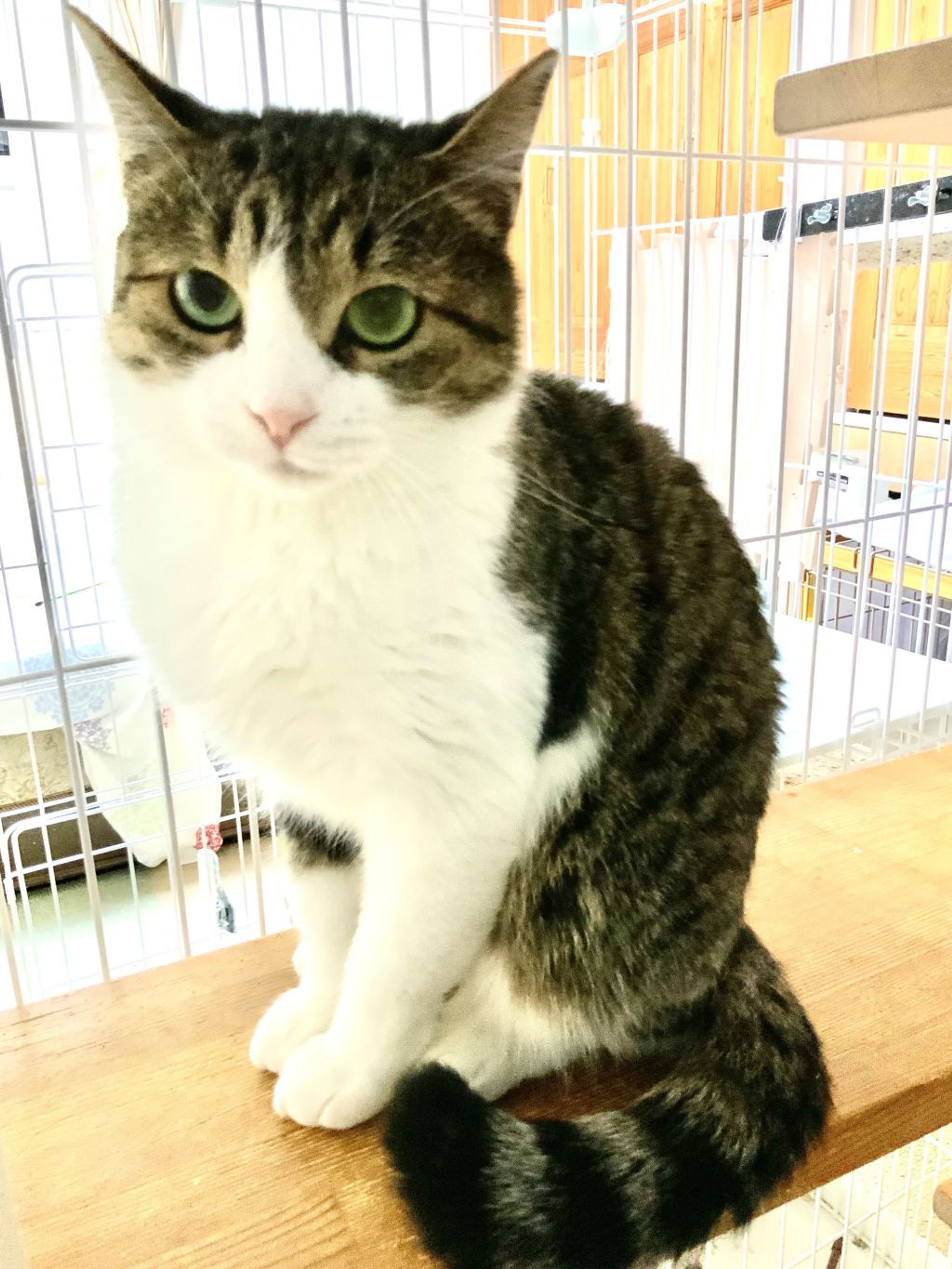 日本猫・メスの里親募集の写真