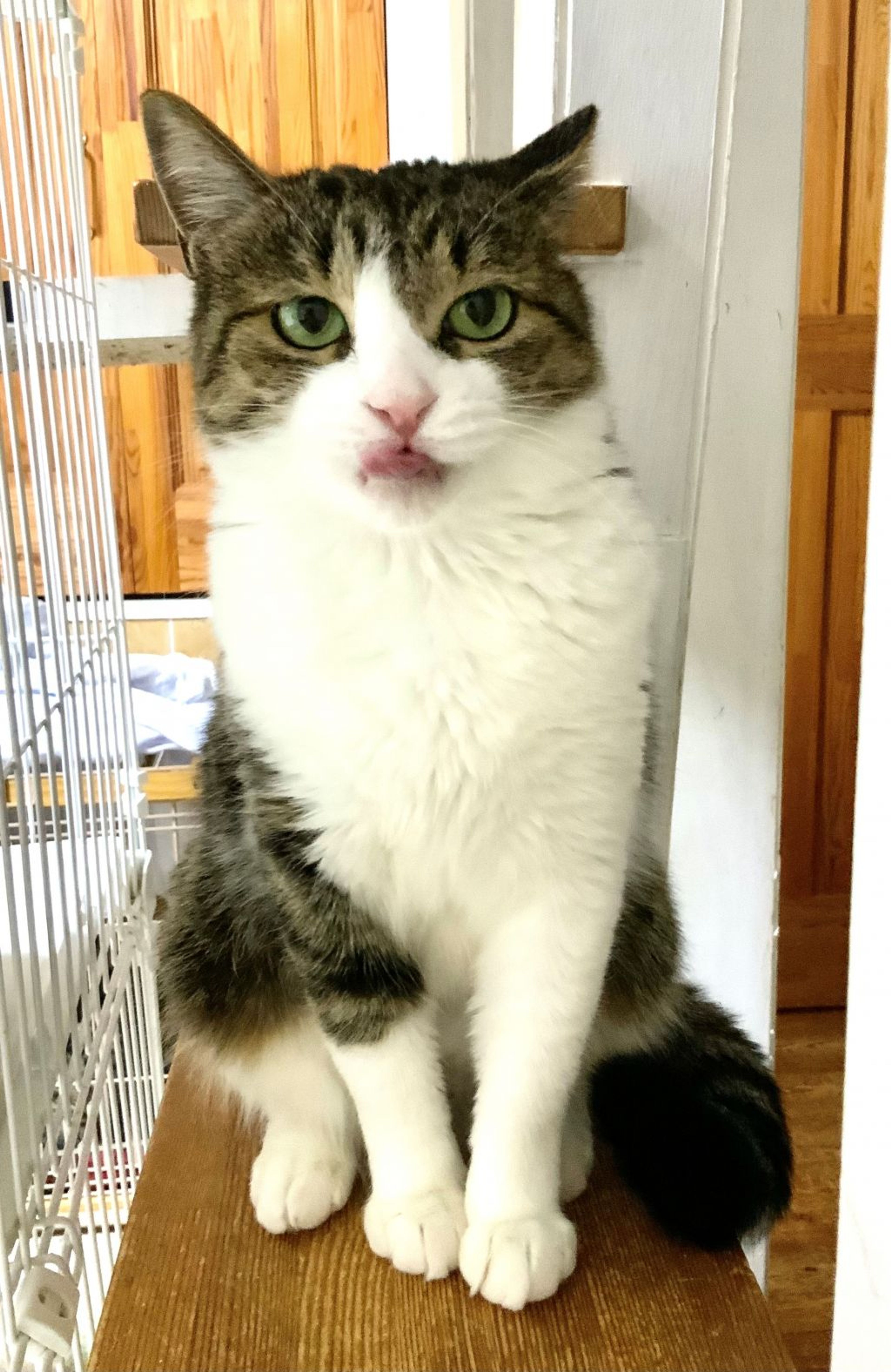 pet-image-5