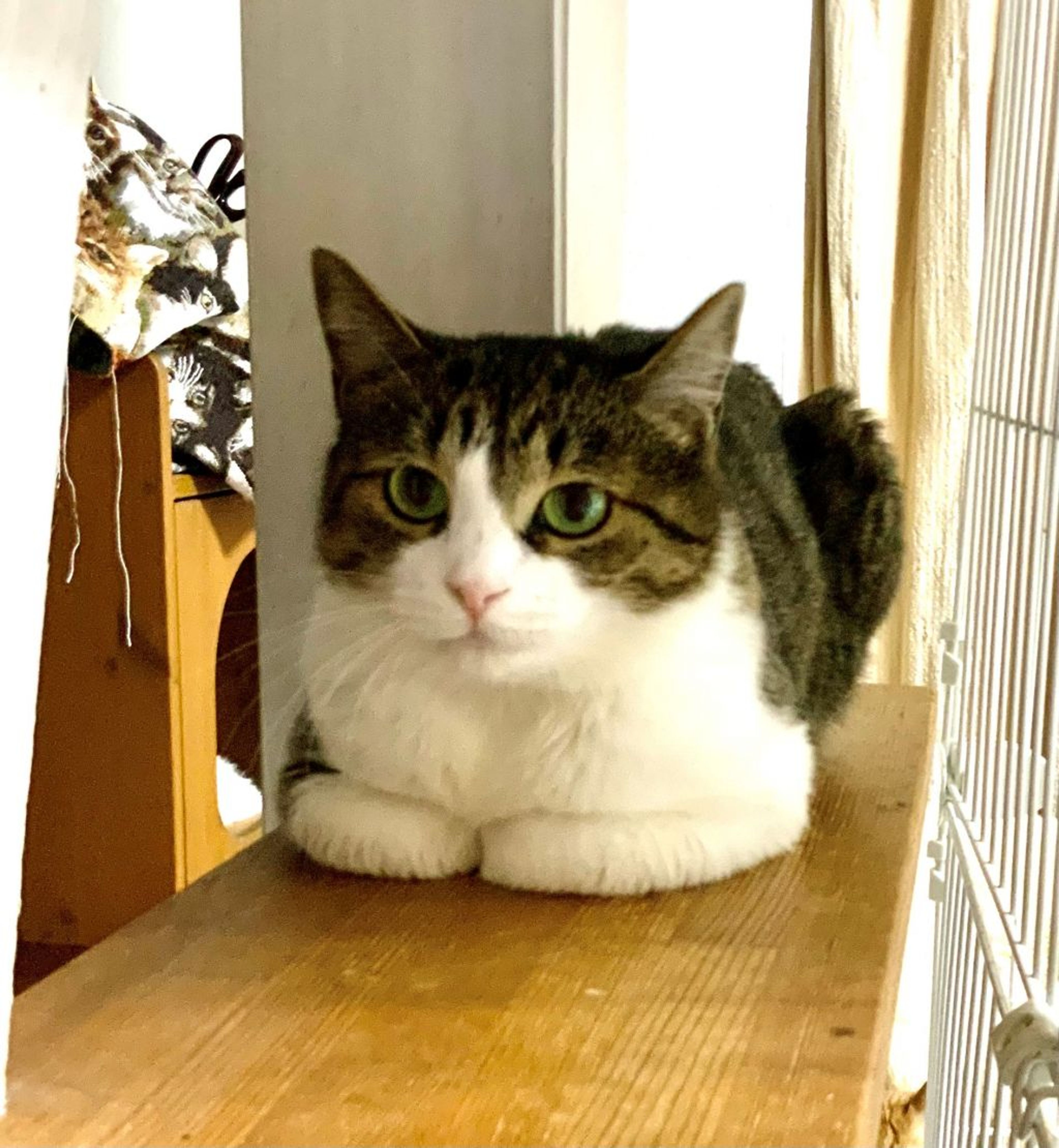 pet-image-6