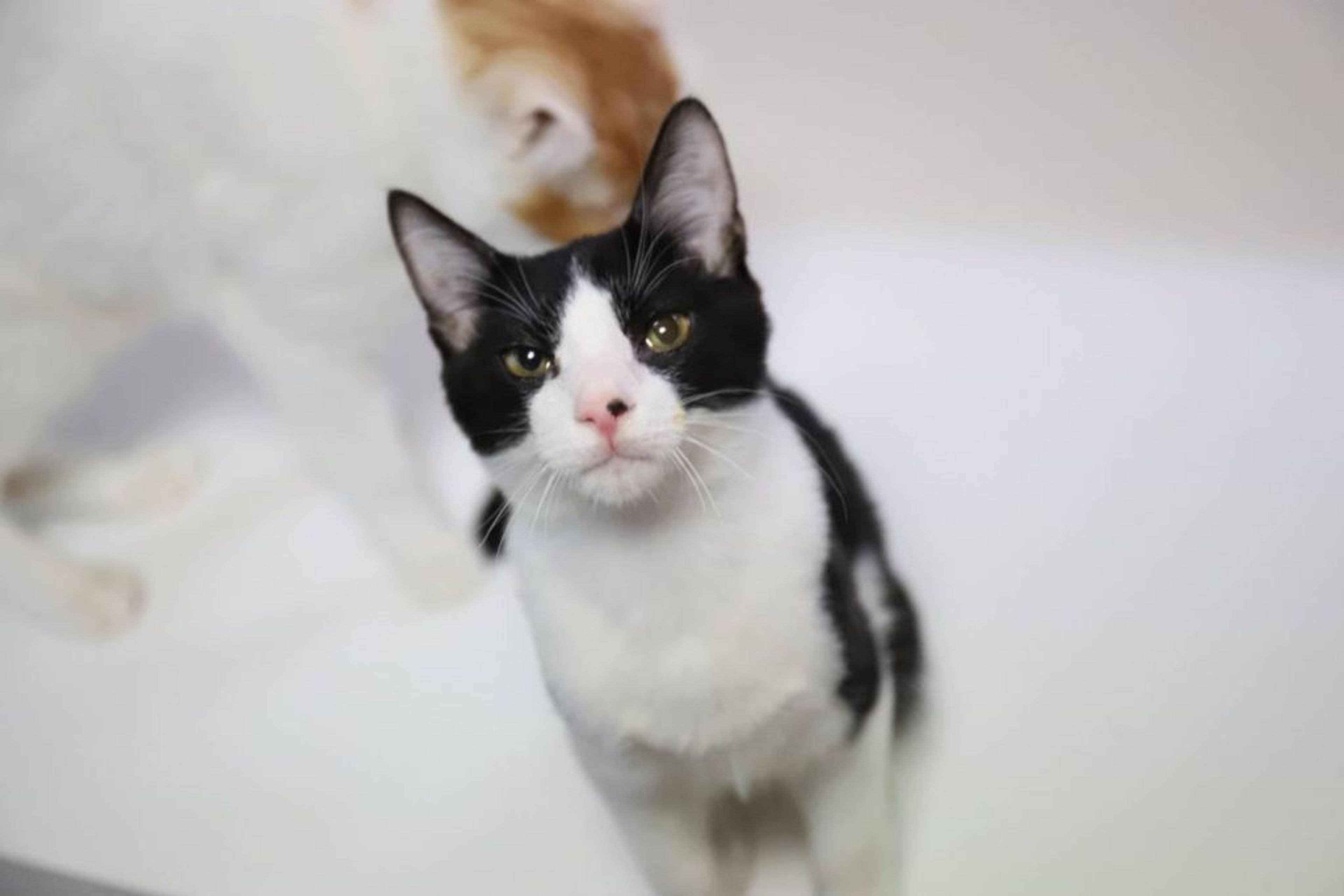 雑種（ミックス猫）・オスの里親募集の写真