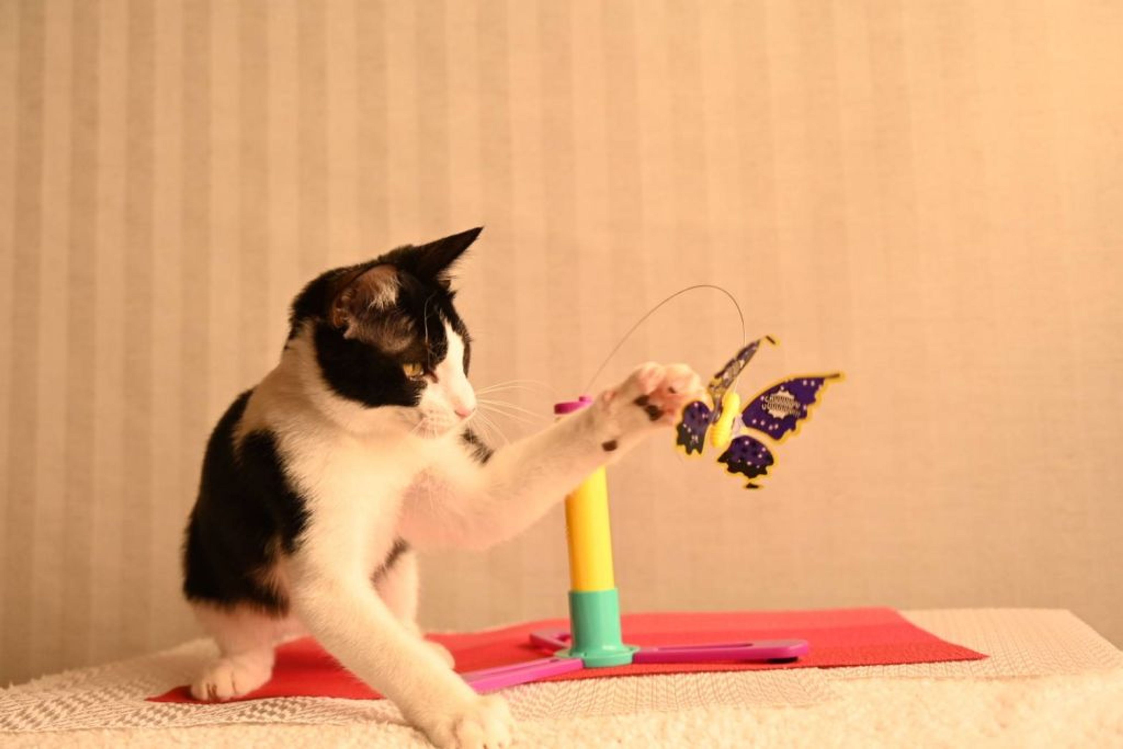 pet-image-2