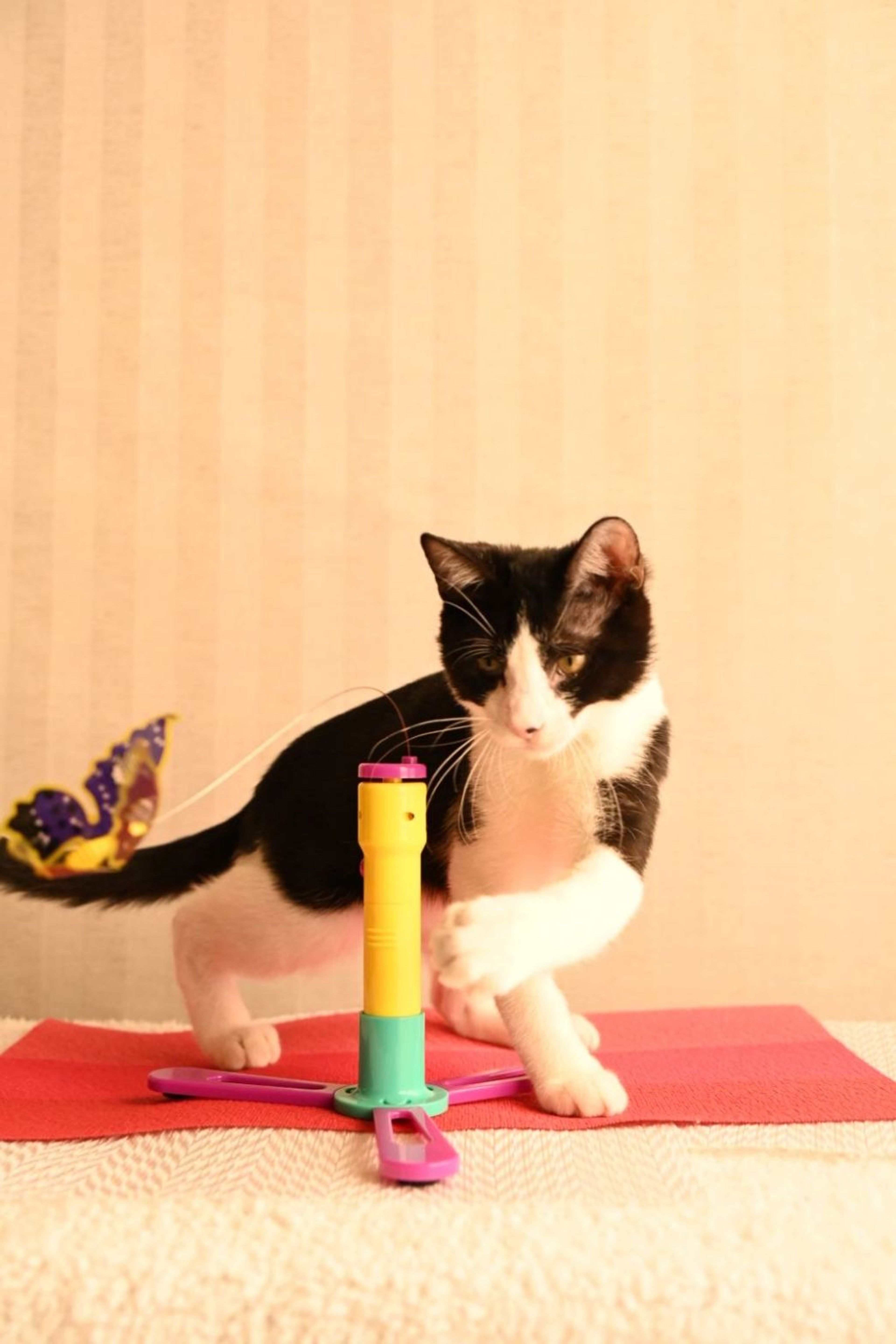 pet-image-3