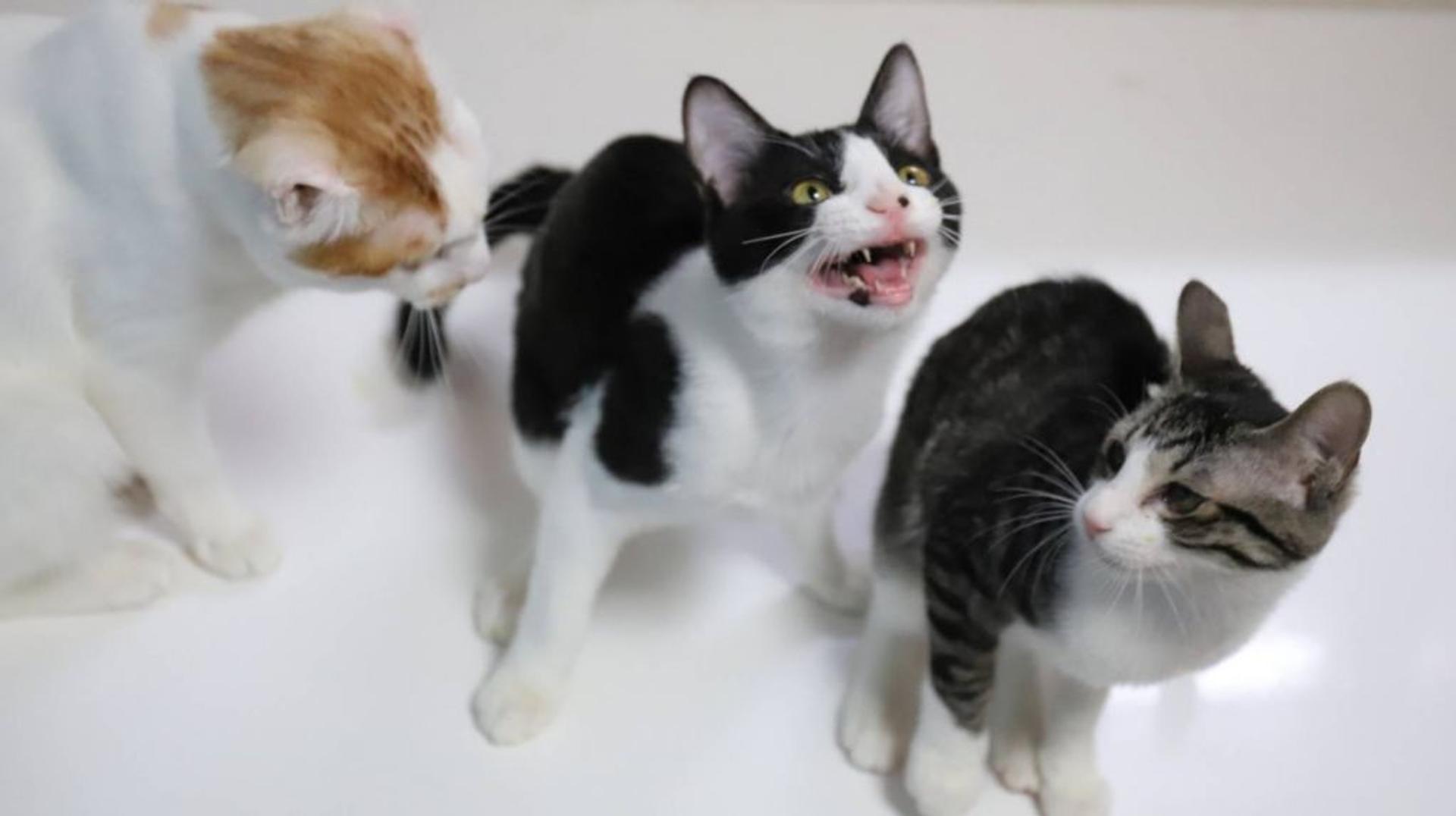 pet-image-4