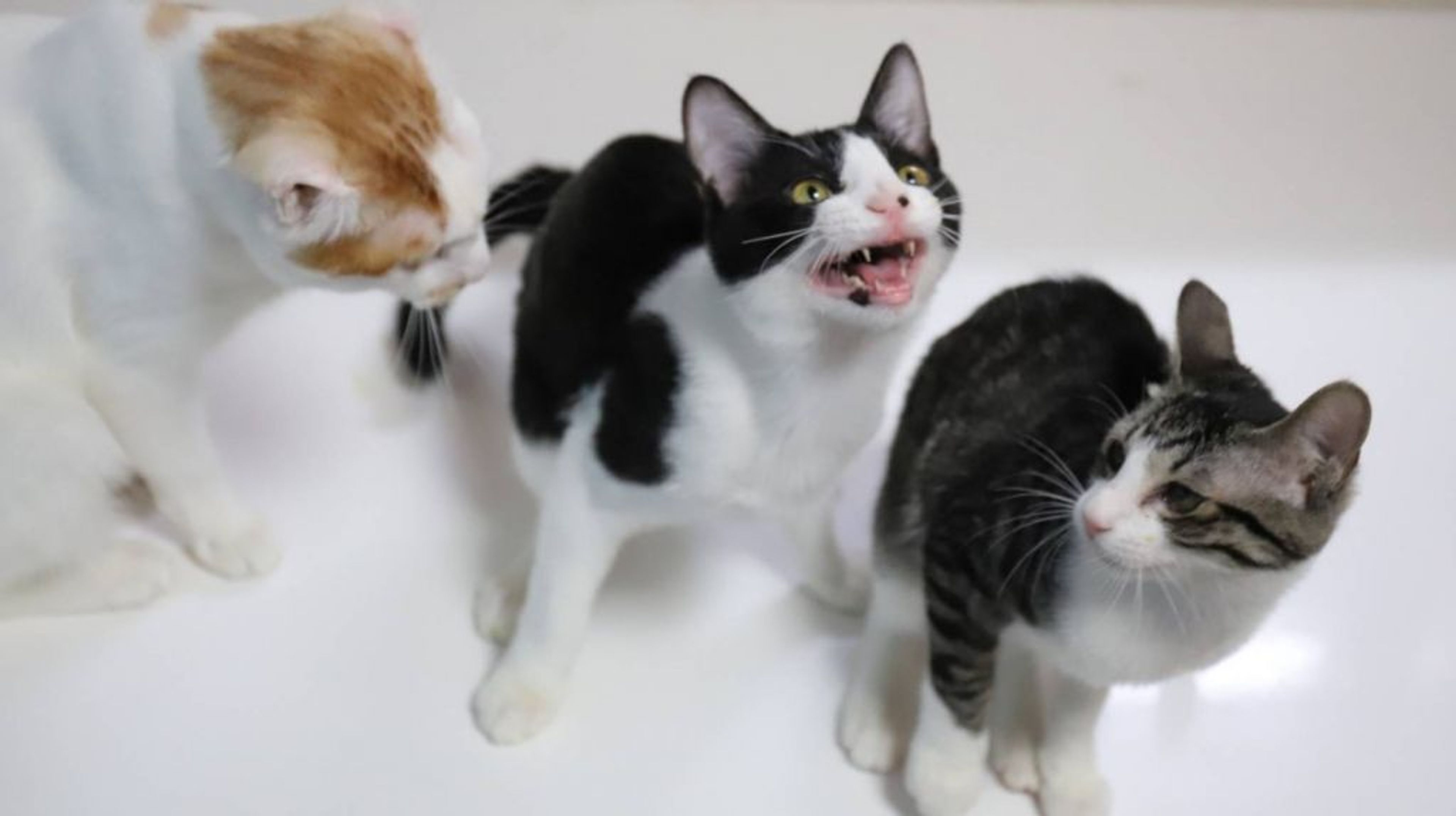 pet-image-4