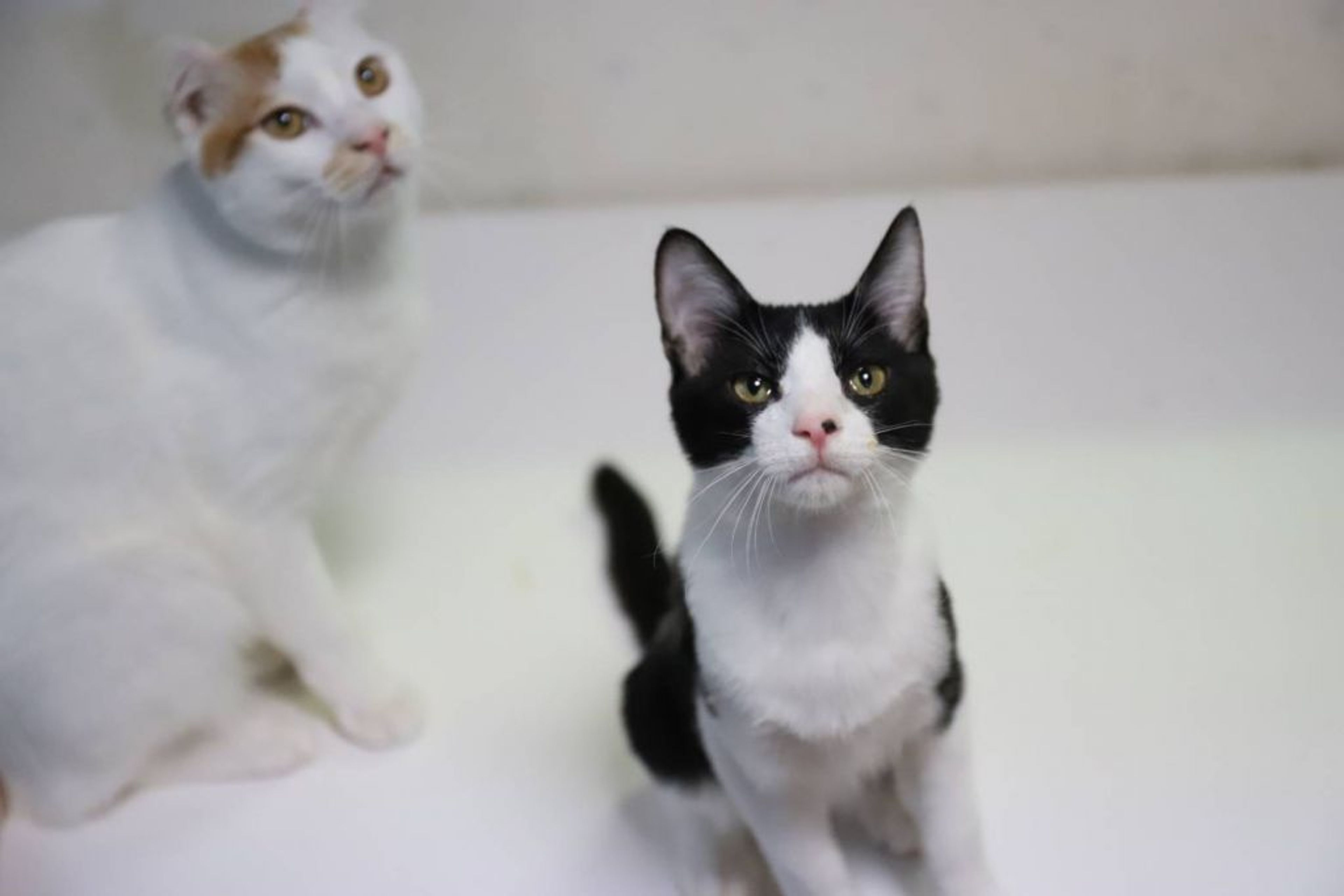 pet-image-6
