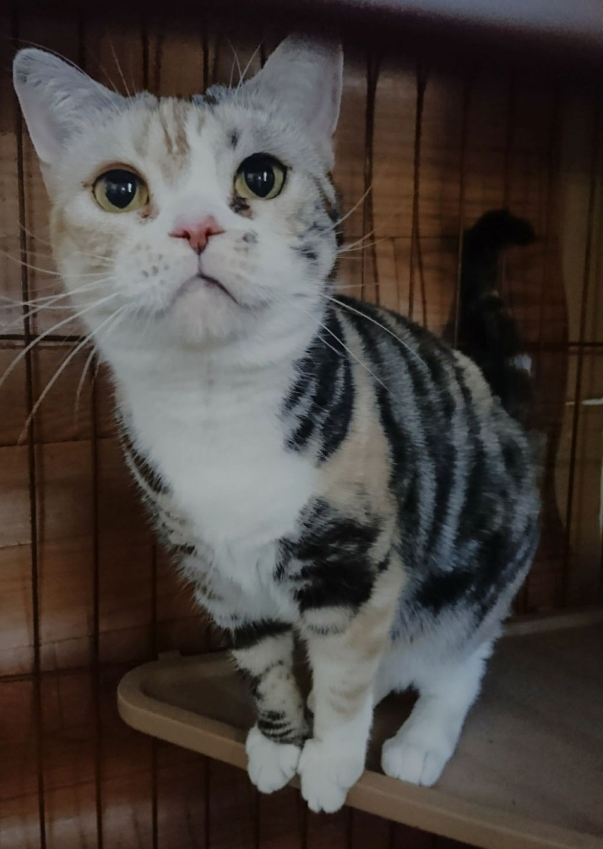 雑種（ミックス猫）・メスの里親募集の写真