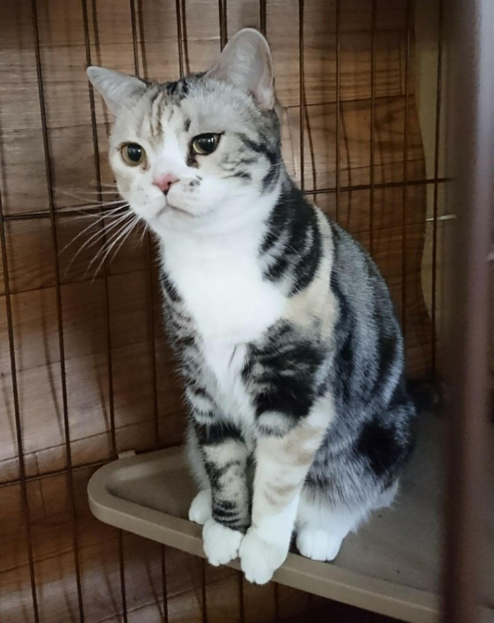 pet-image-3