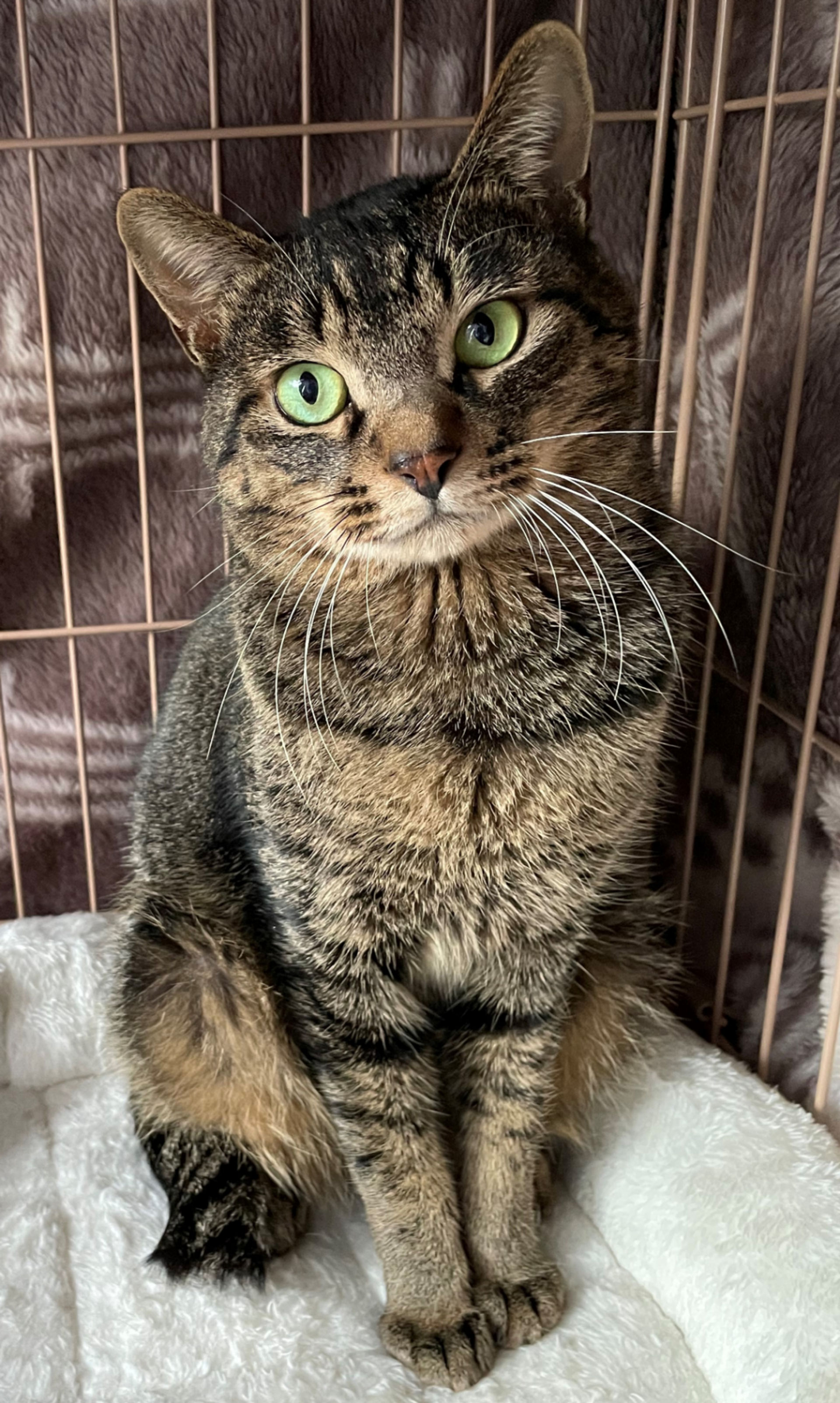 日本猫・オスの里親募集の写真