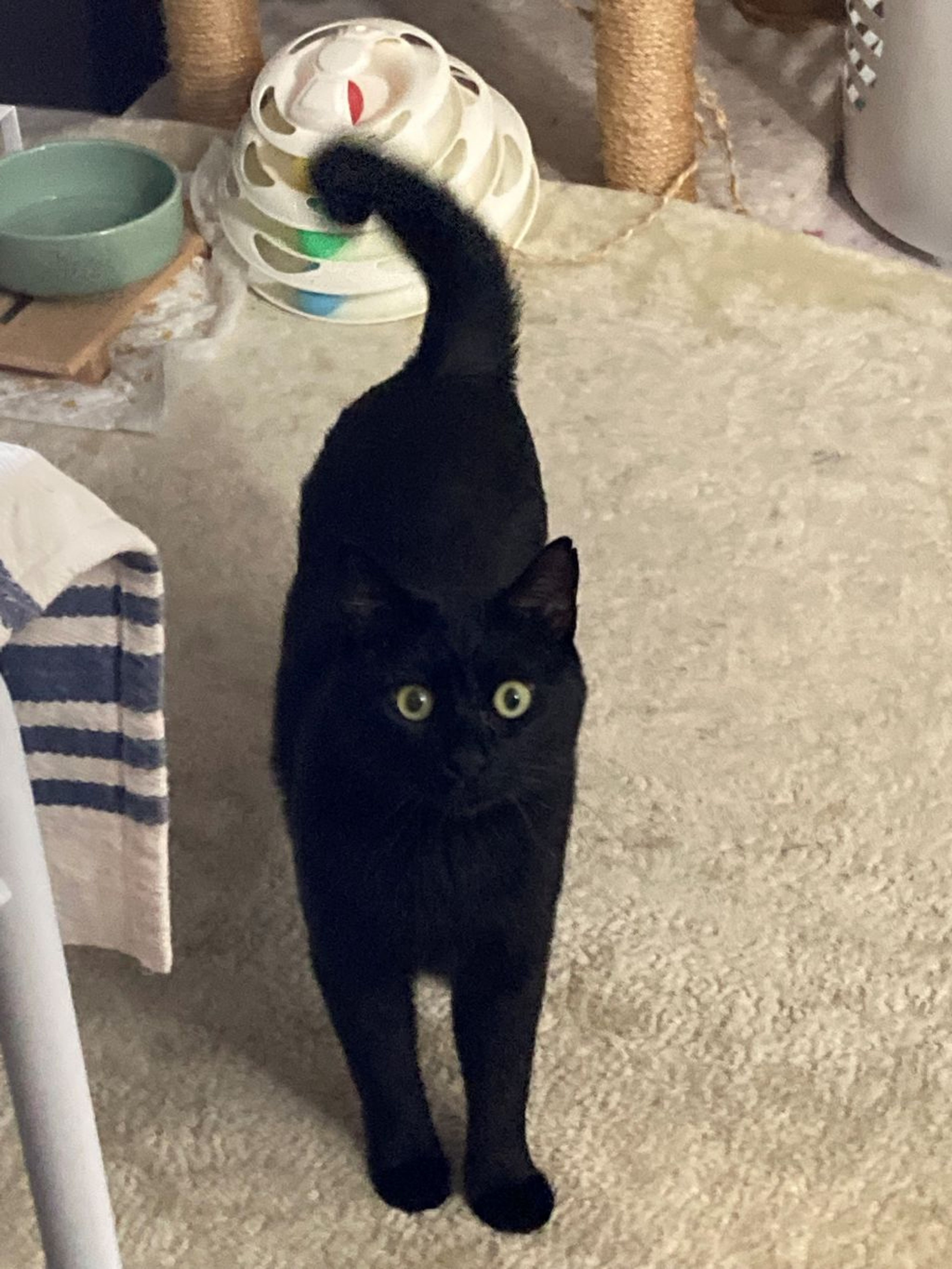 pet-image-5