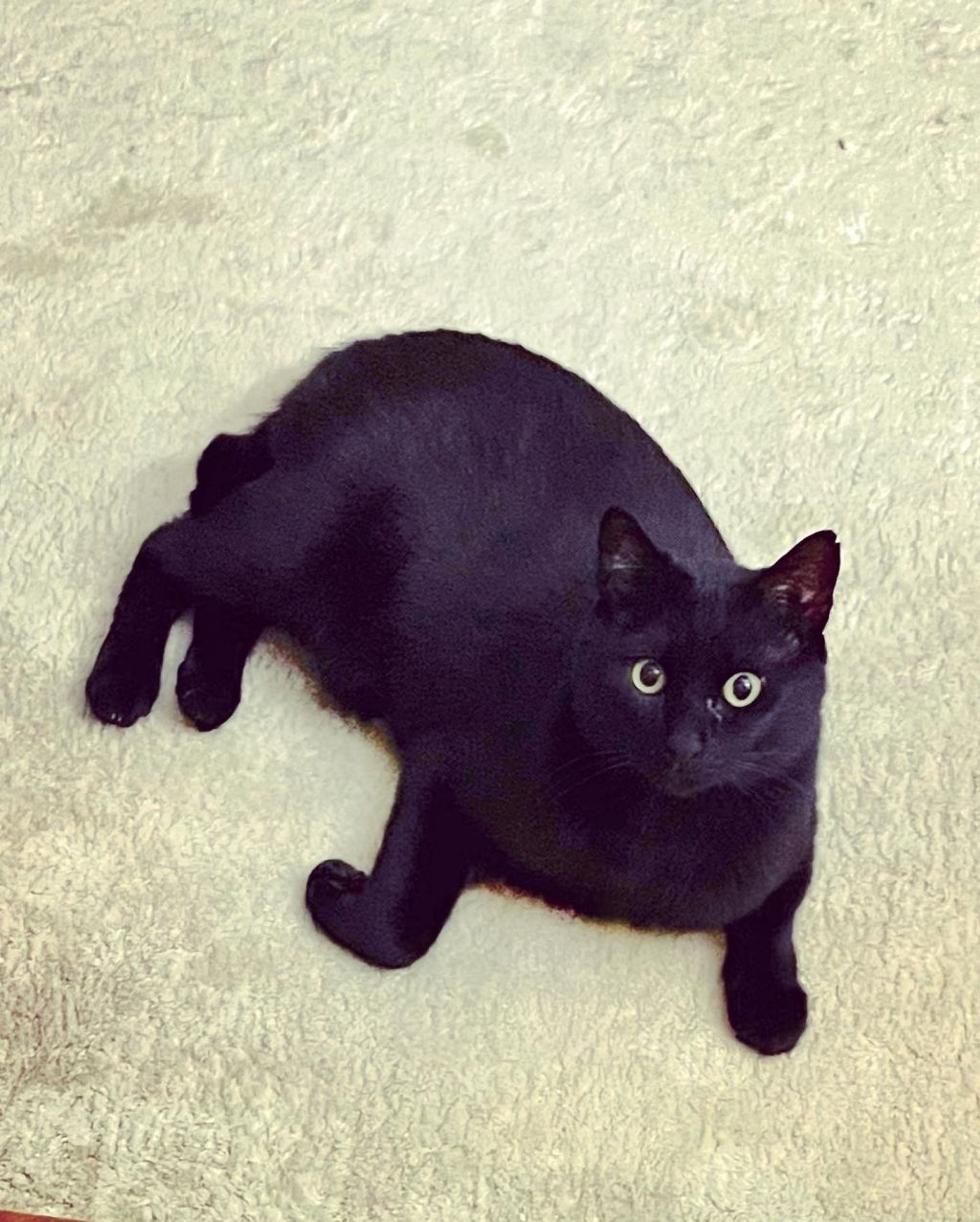 pet-image-2