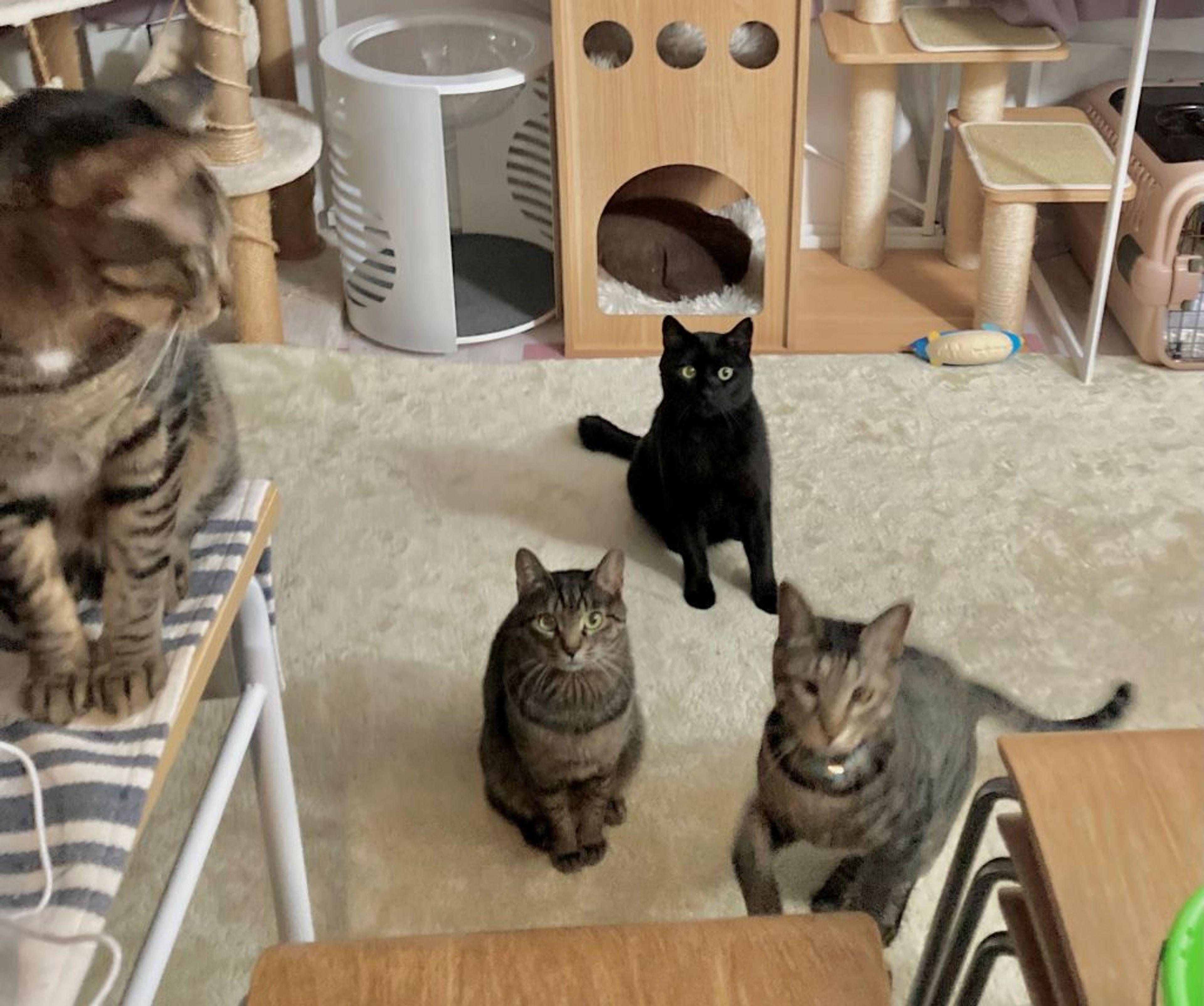 pet-image-6