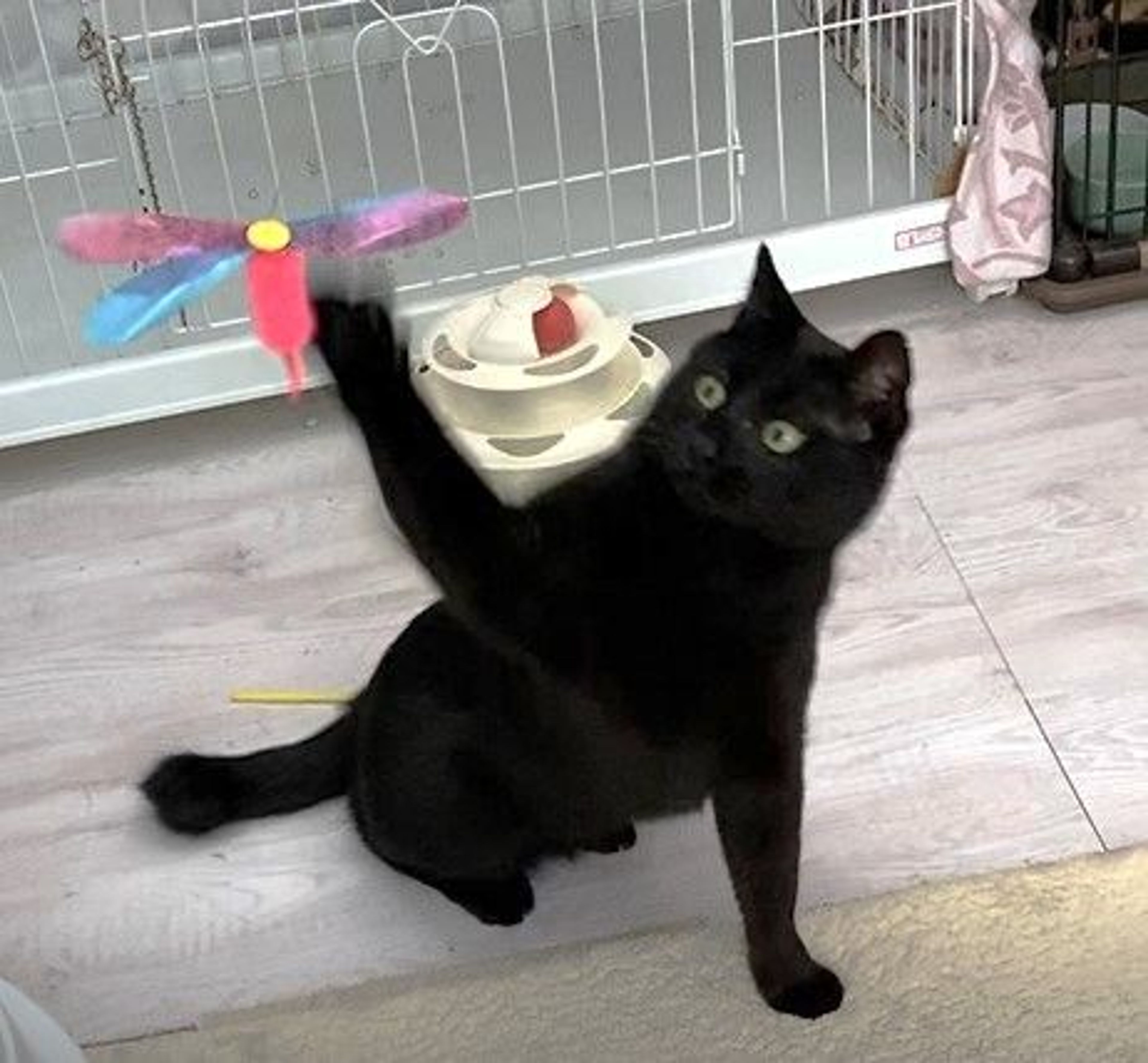 pet-image-3
