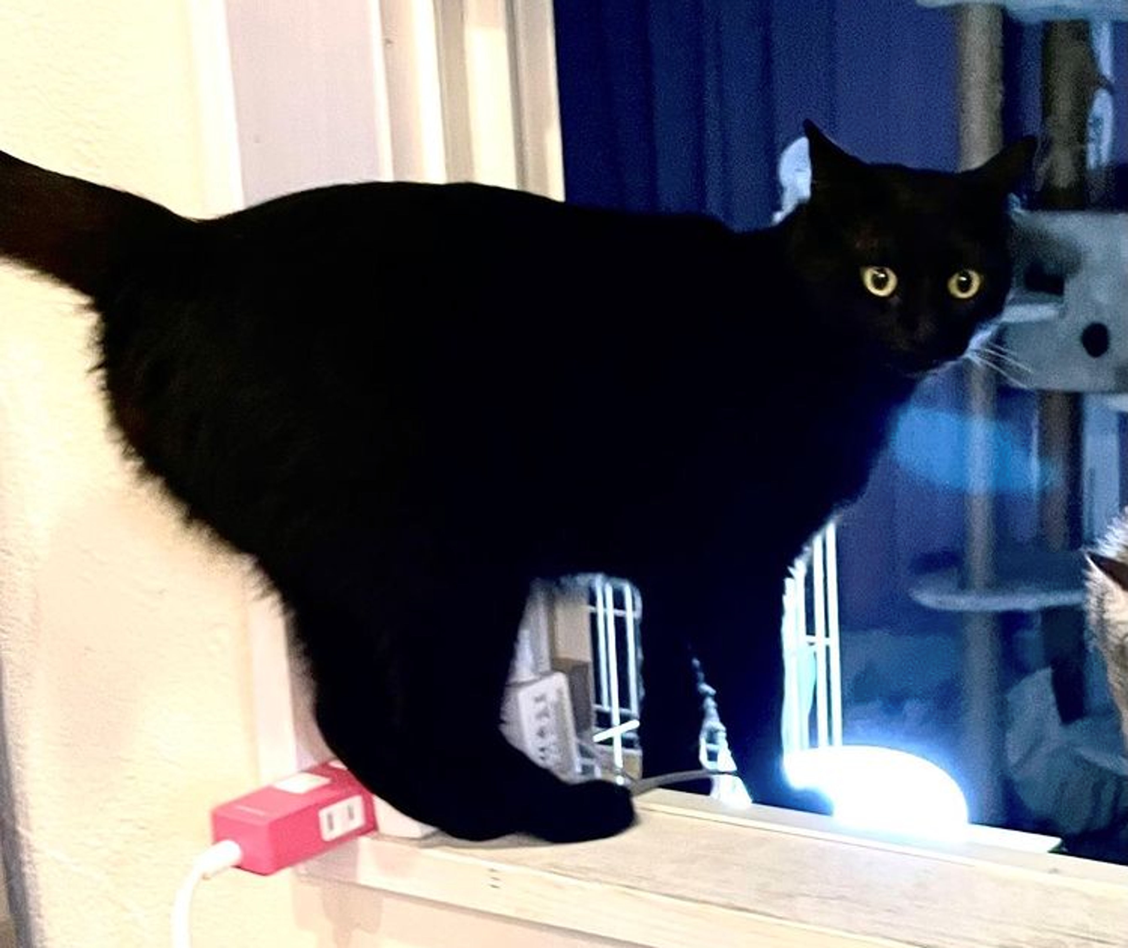 pet-image-8