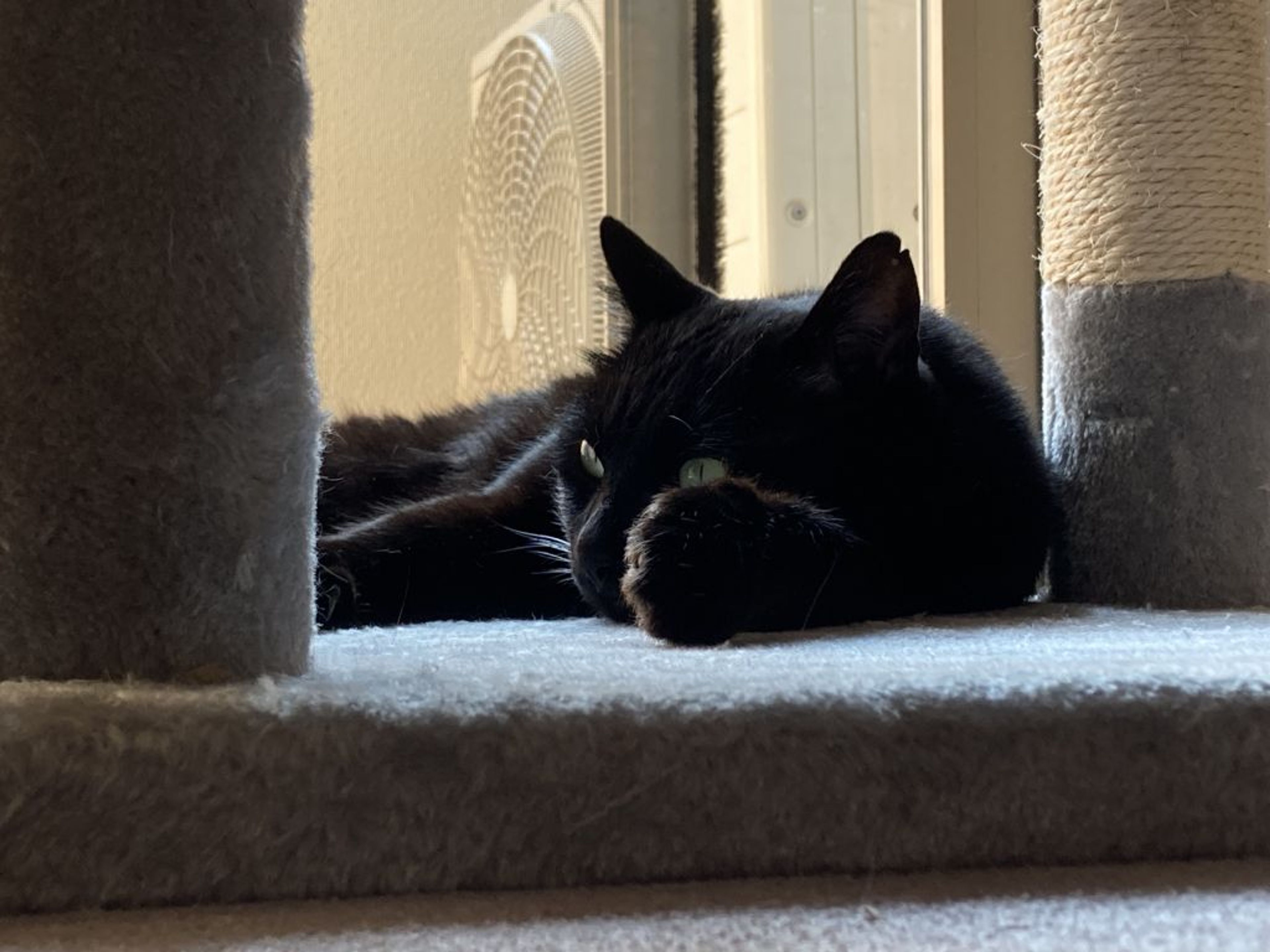 pet-image-9