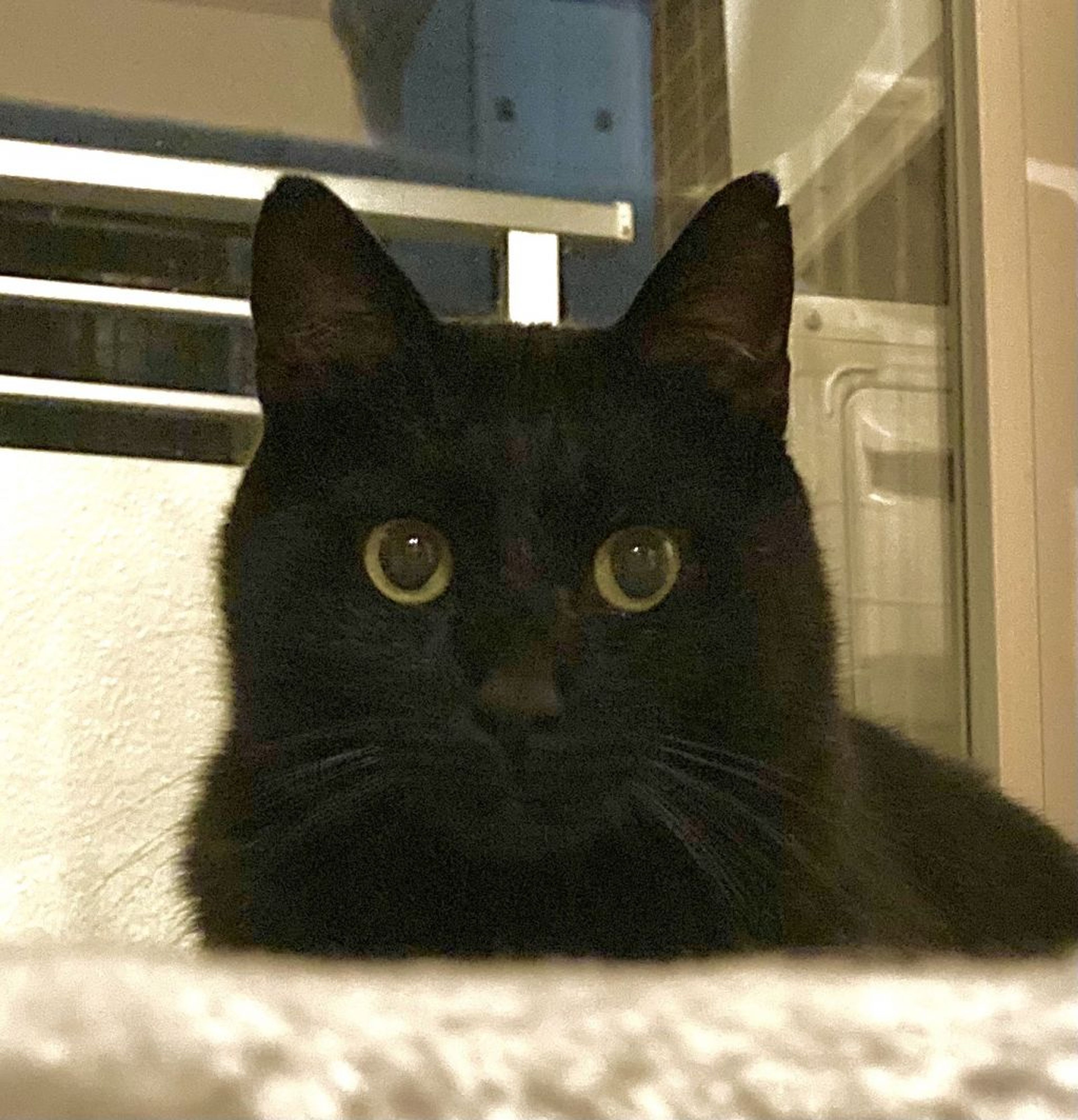 pet-image-10