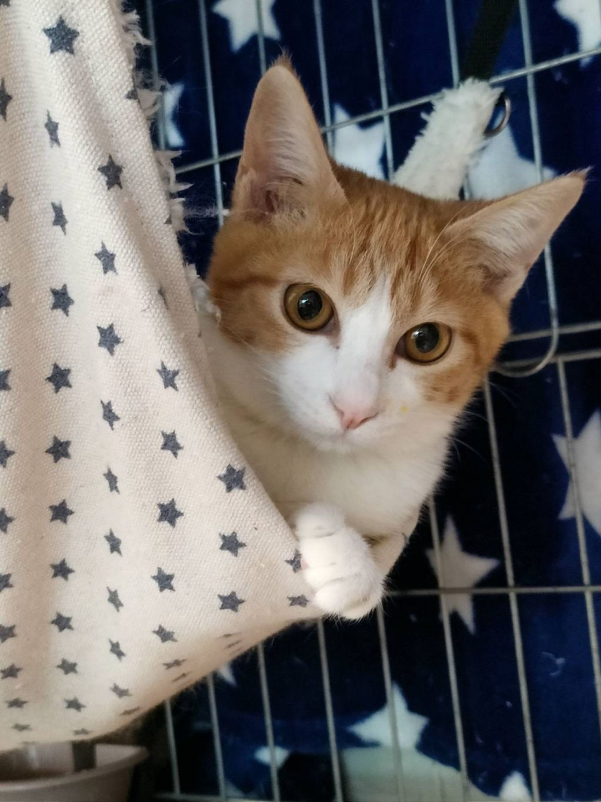 雑種（ミックス猫）・メスの里親募集の写真