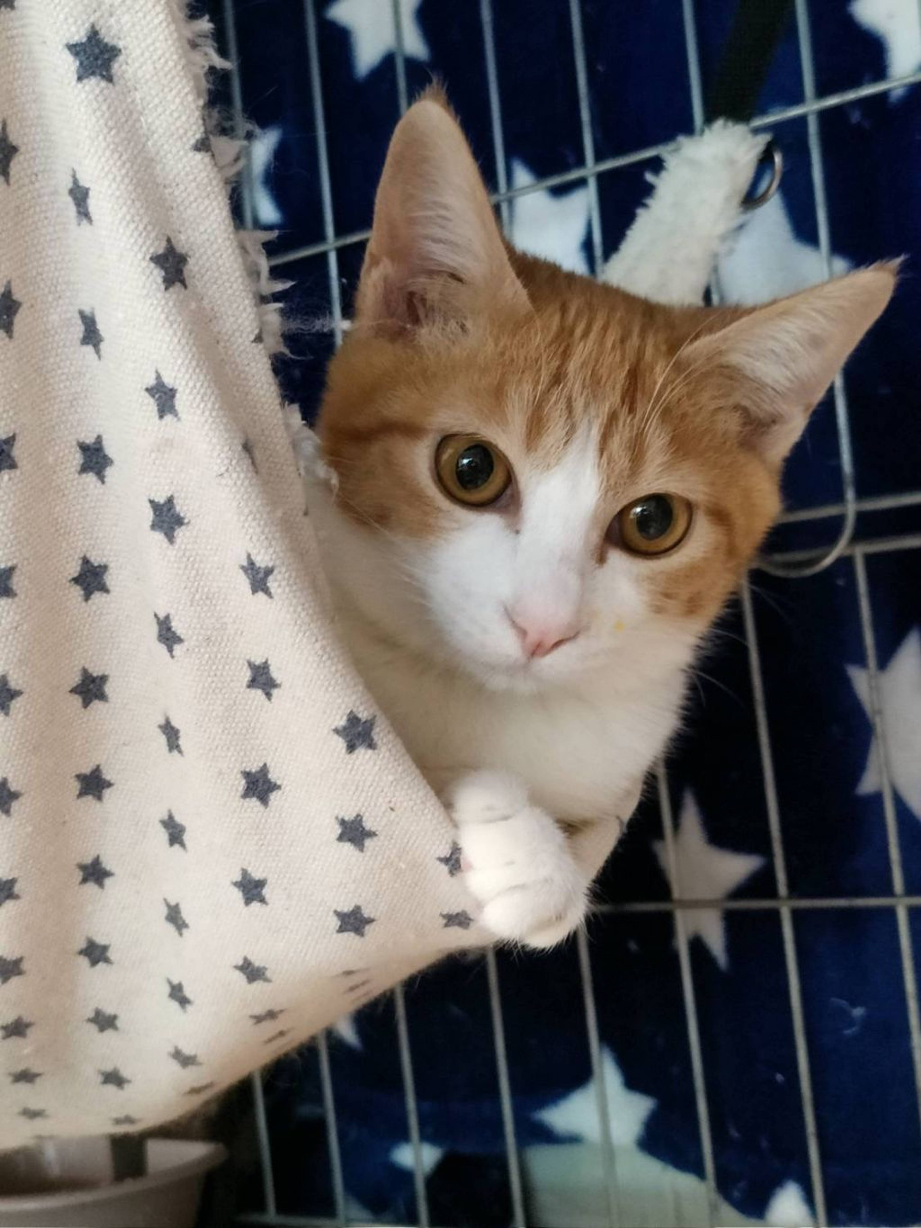 雑種（ミックス猫）・メスの里親募集の写真