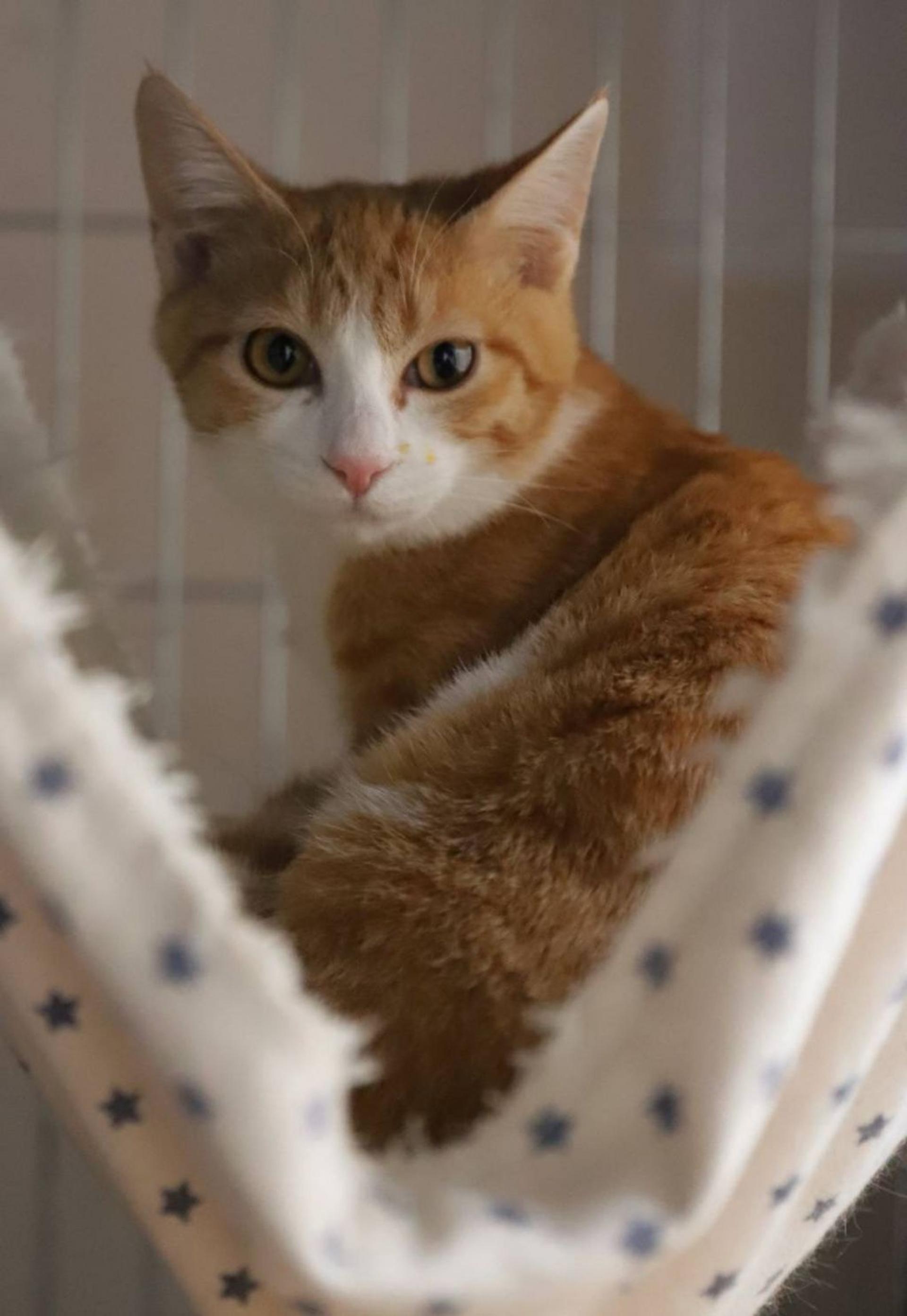 pet-image-3