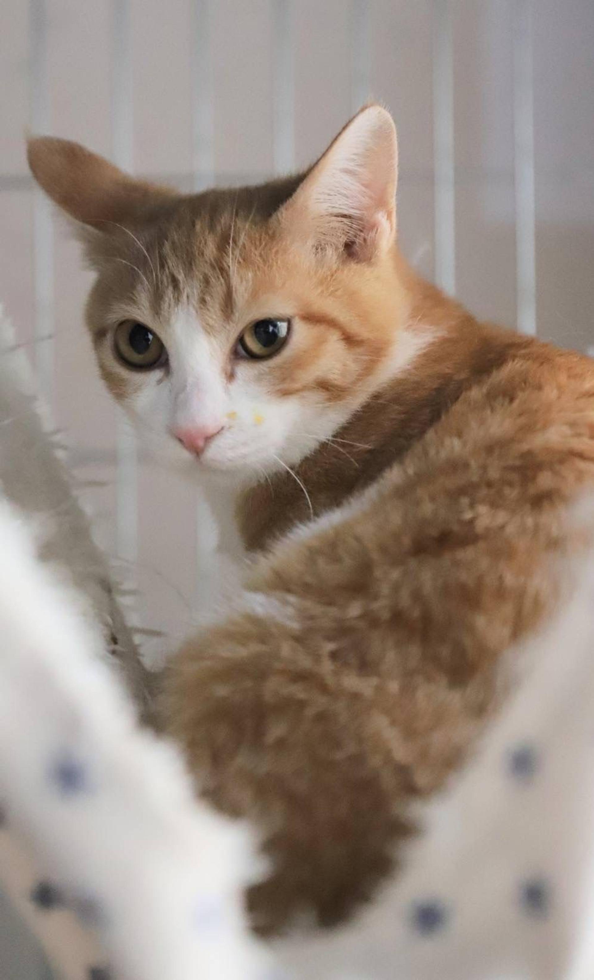 pet-image-4