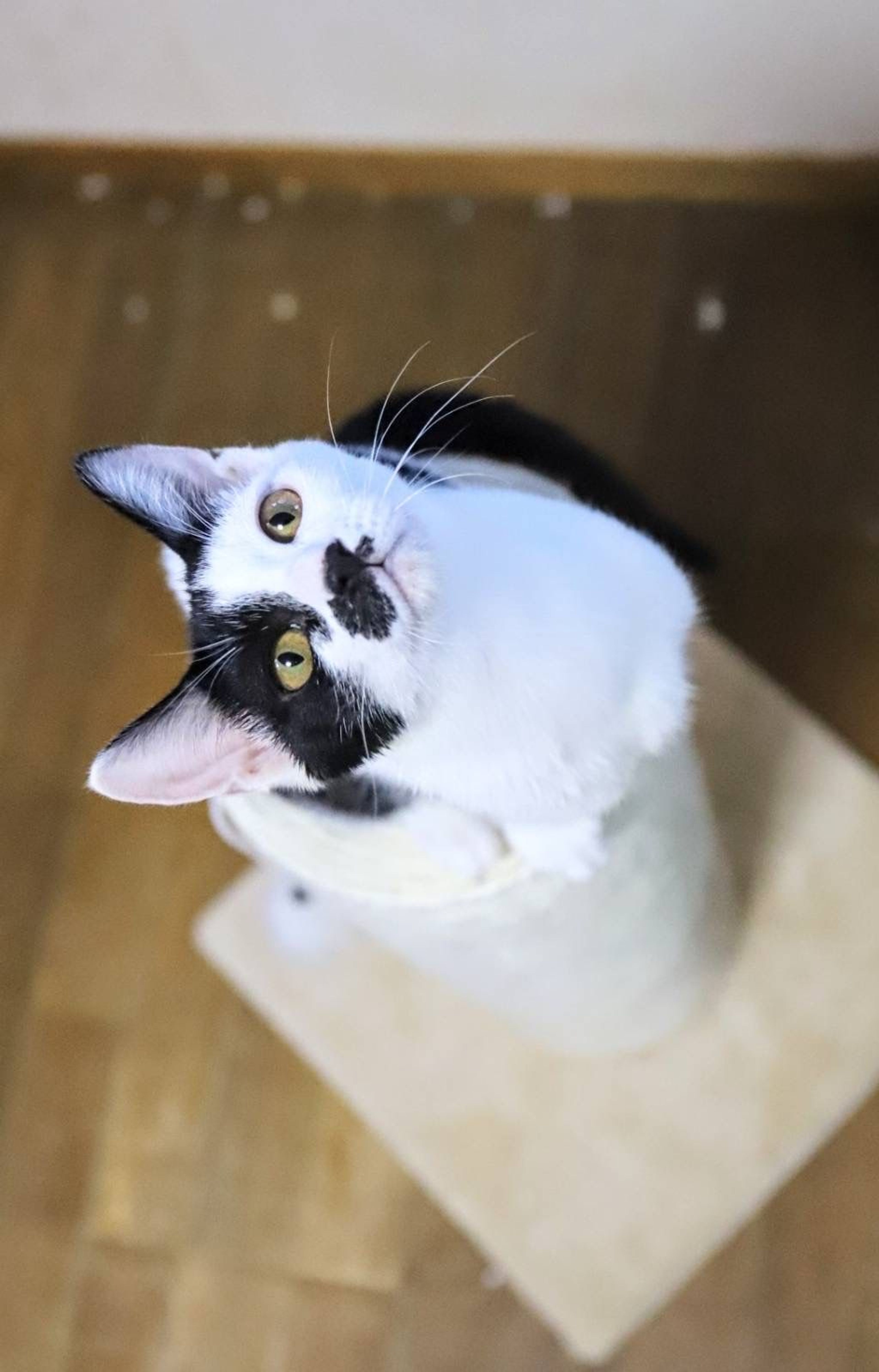 pet-image-2