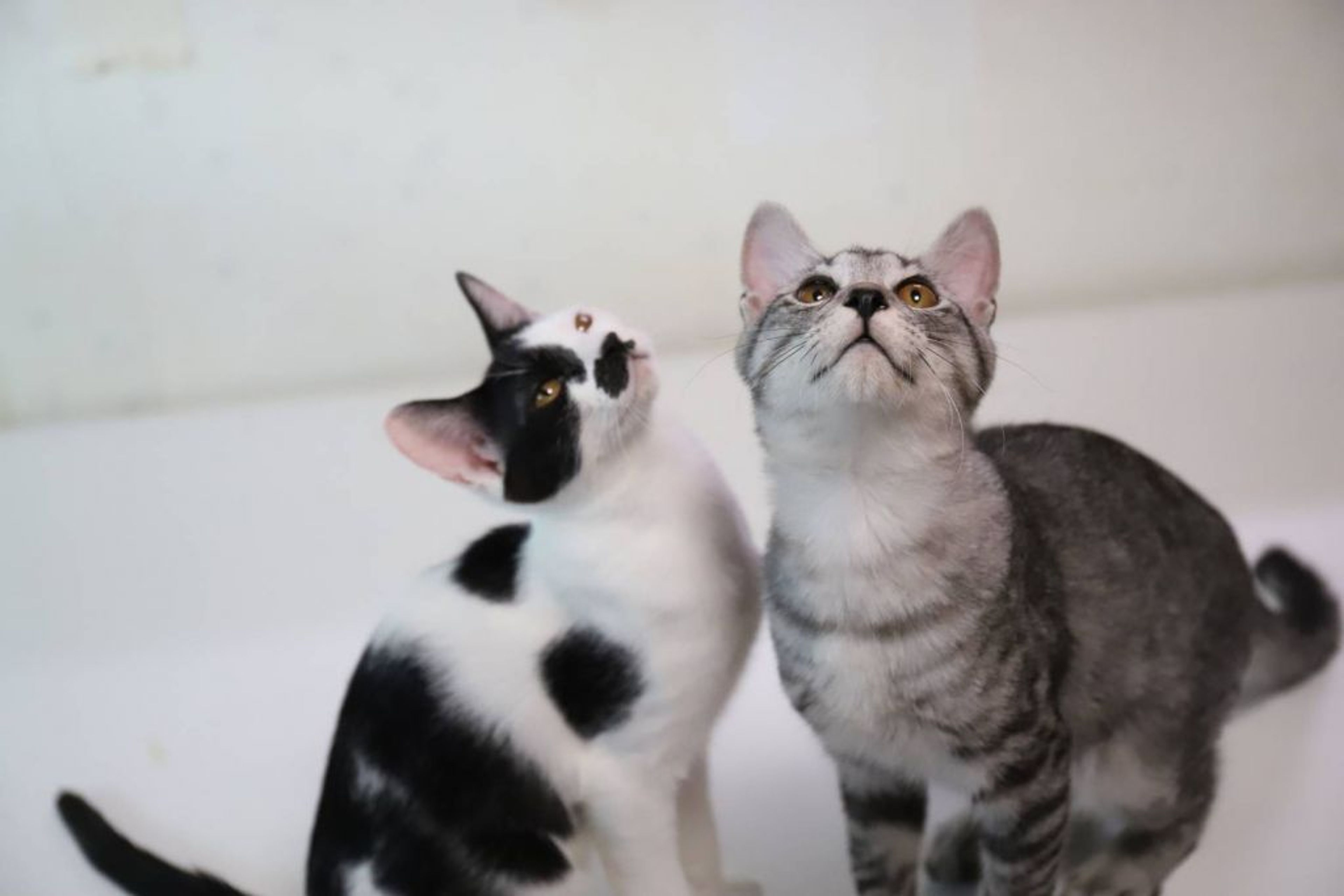 pet-image-4