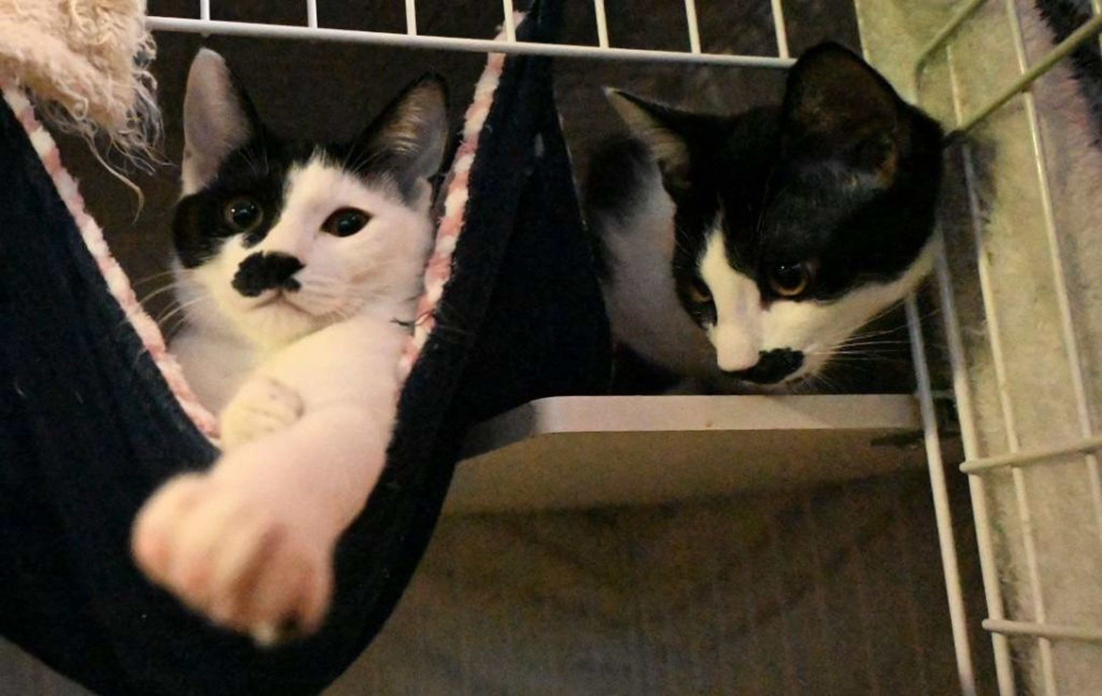 pet-image-5