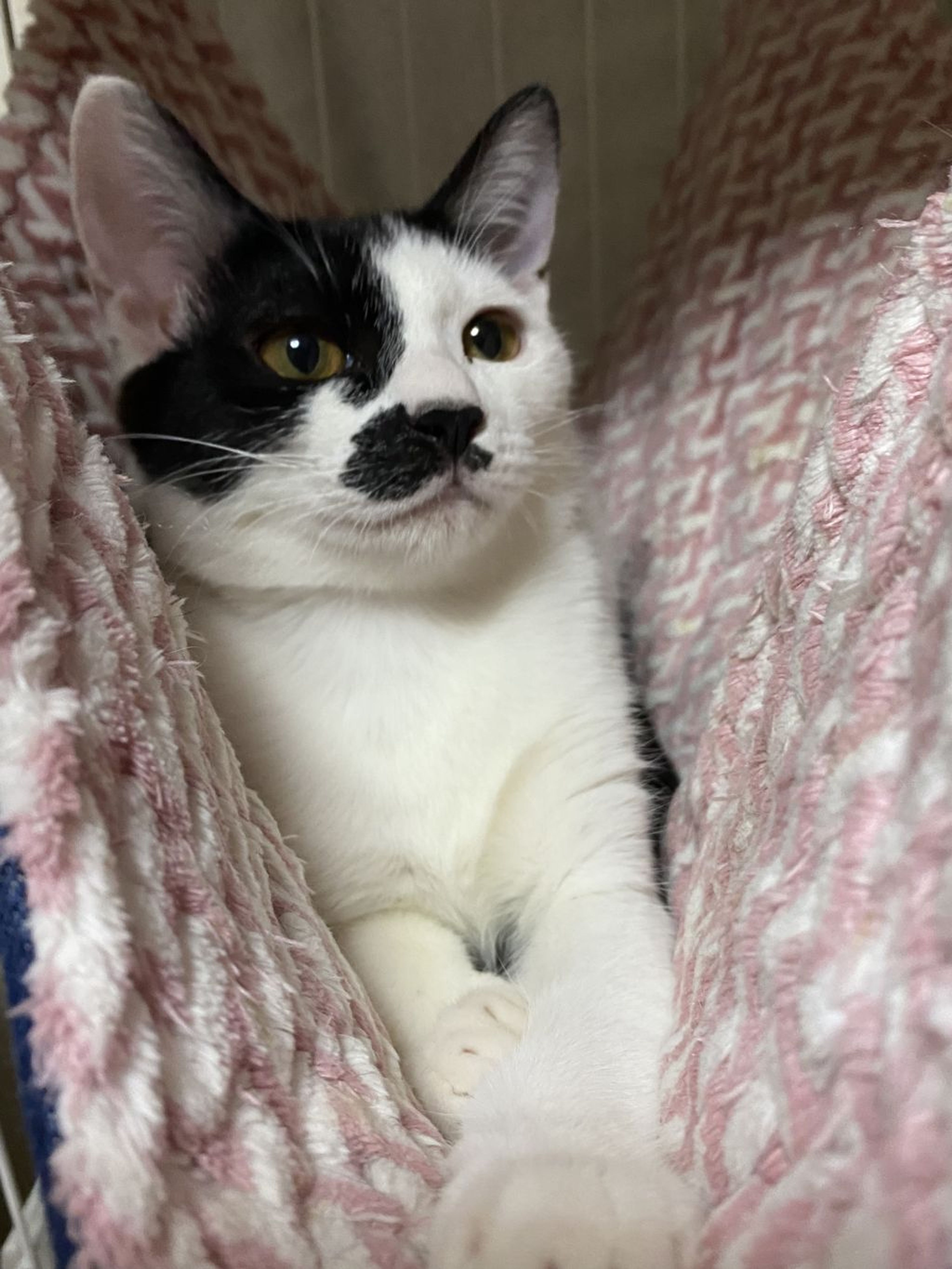 pet-image-6