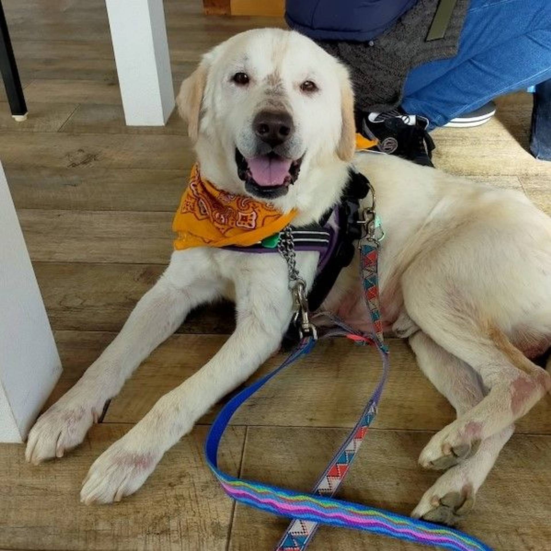 雑種（ミックス犬）・オスの里親募集の写真