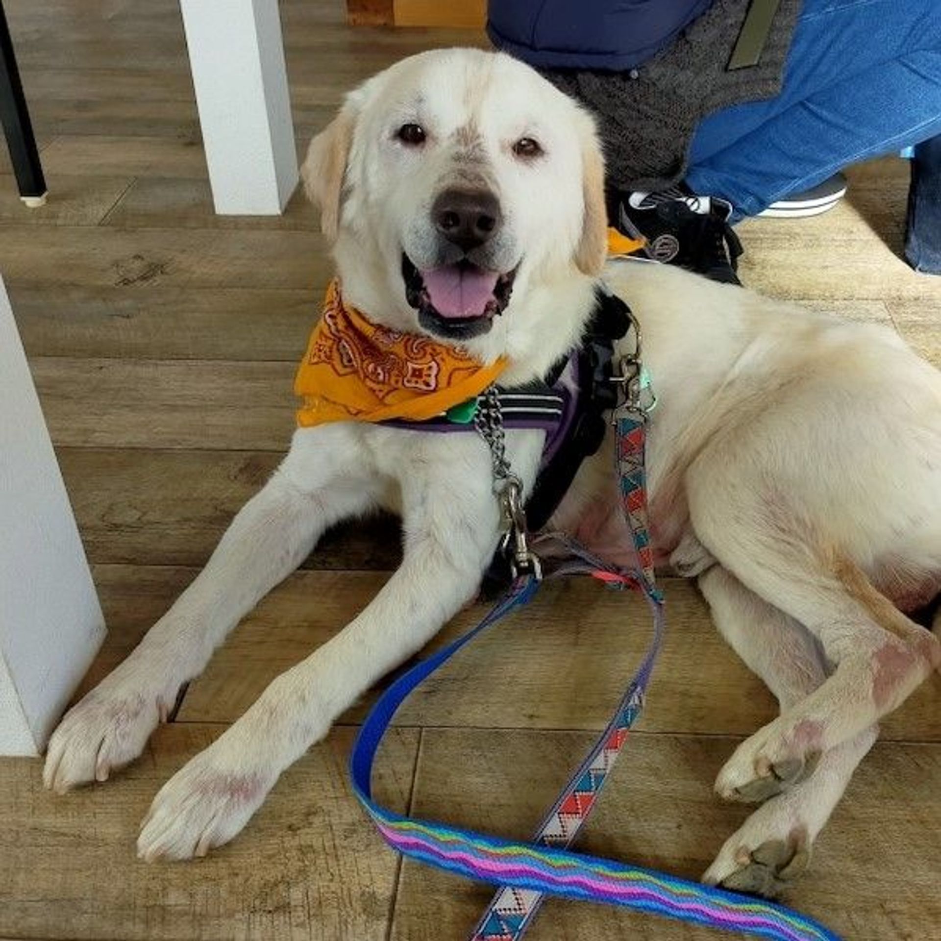 雑種（ミックス犬）・オスの里親募集の写真