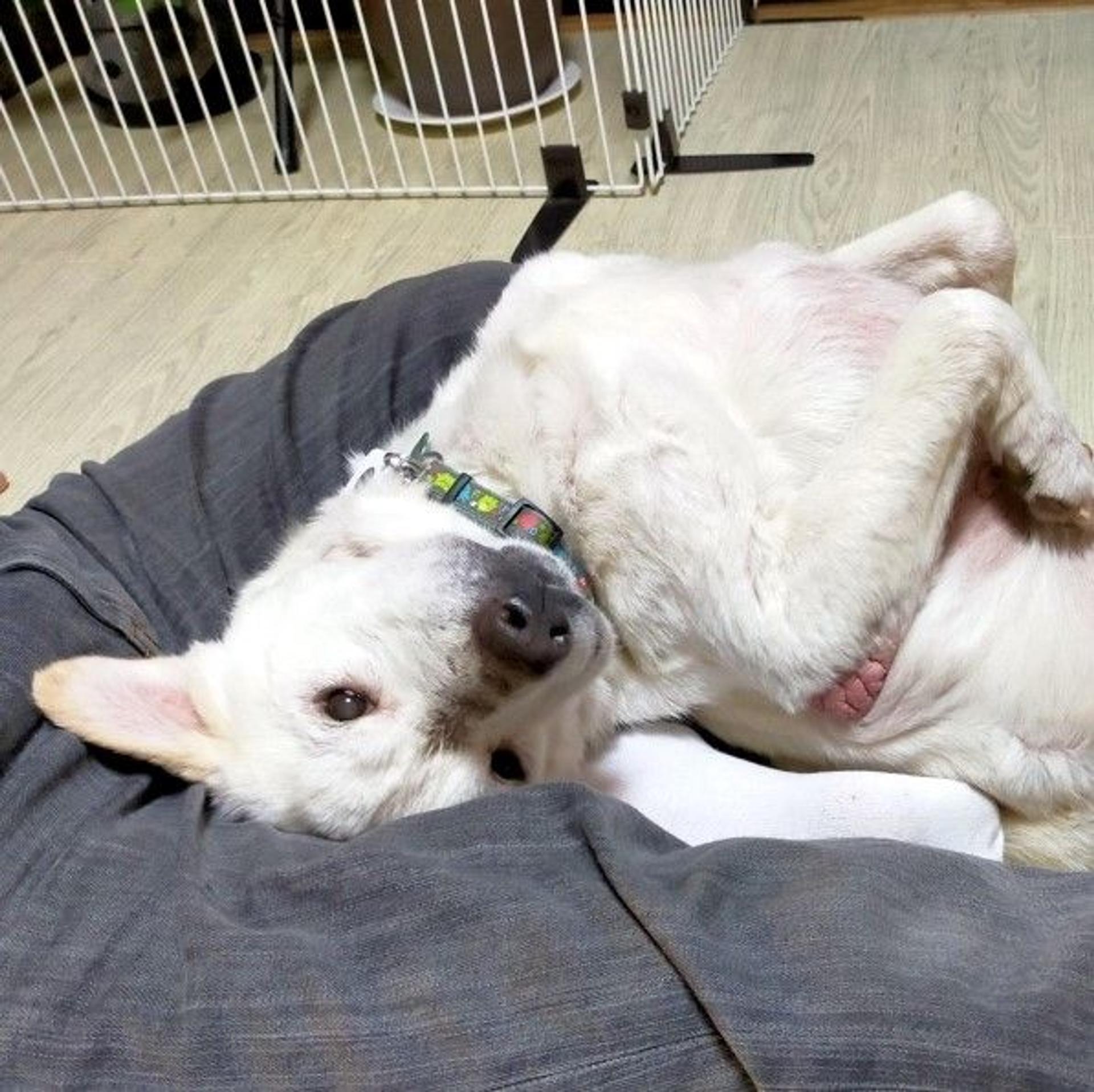 pet-image-4