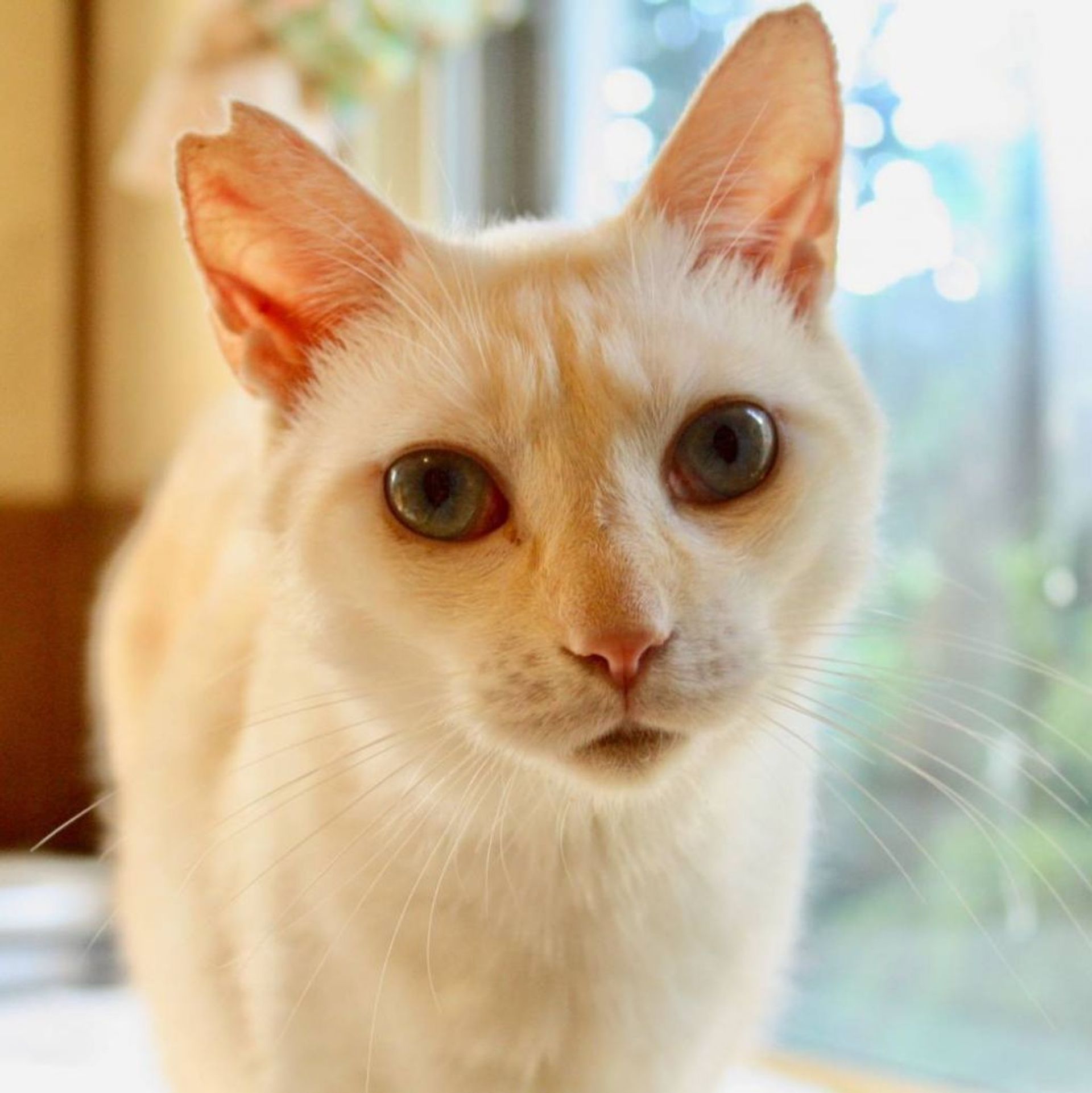 雑種（ミックス猫）・オスの里親募集の写真