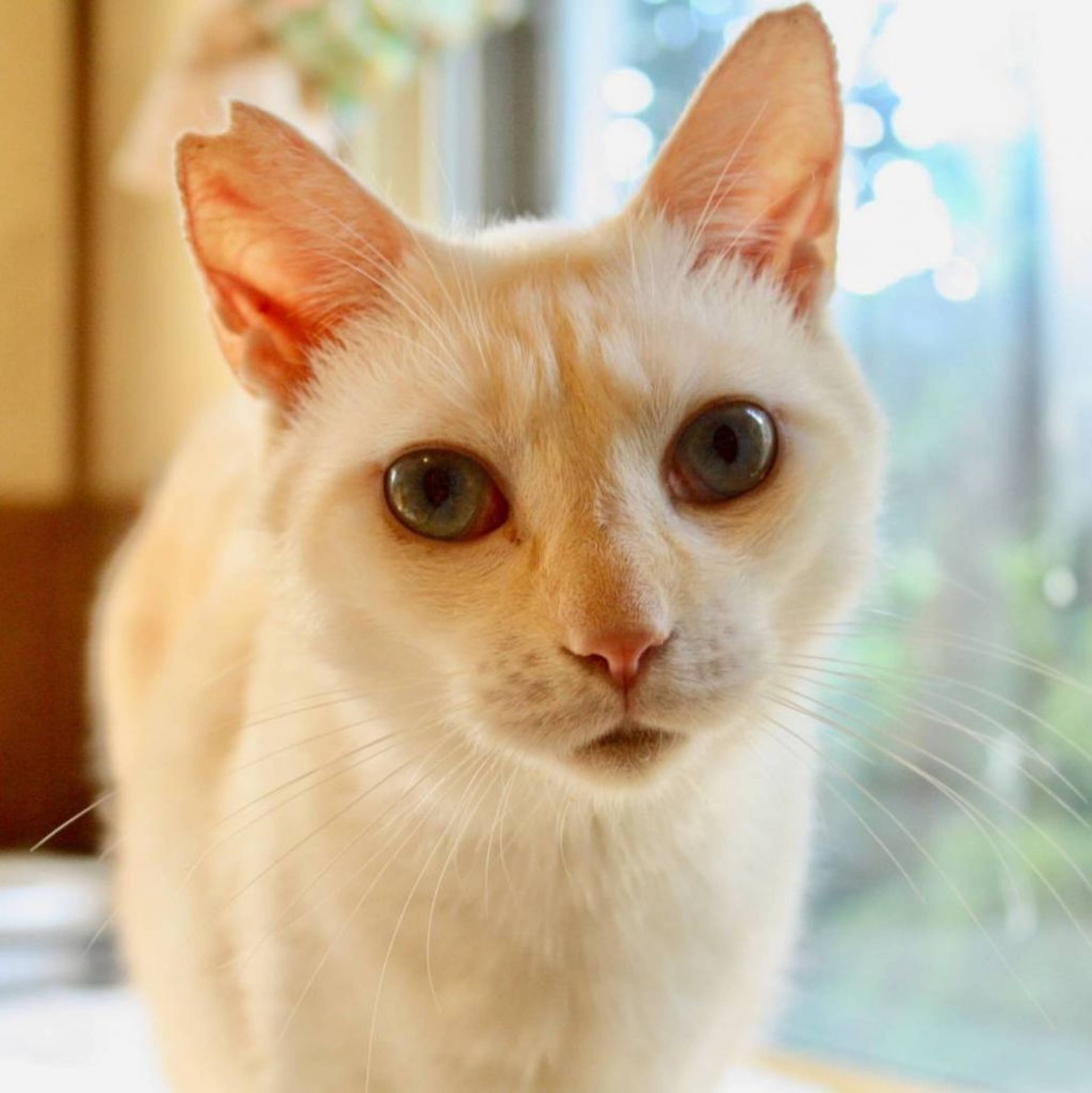雑種（ミックス猫）・オスの里親募集の写真