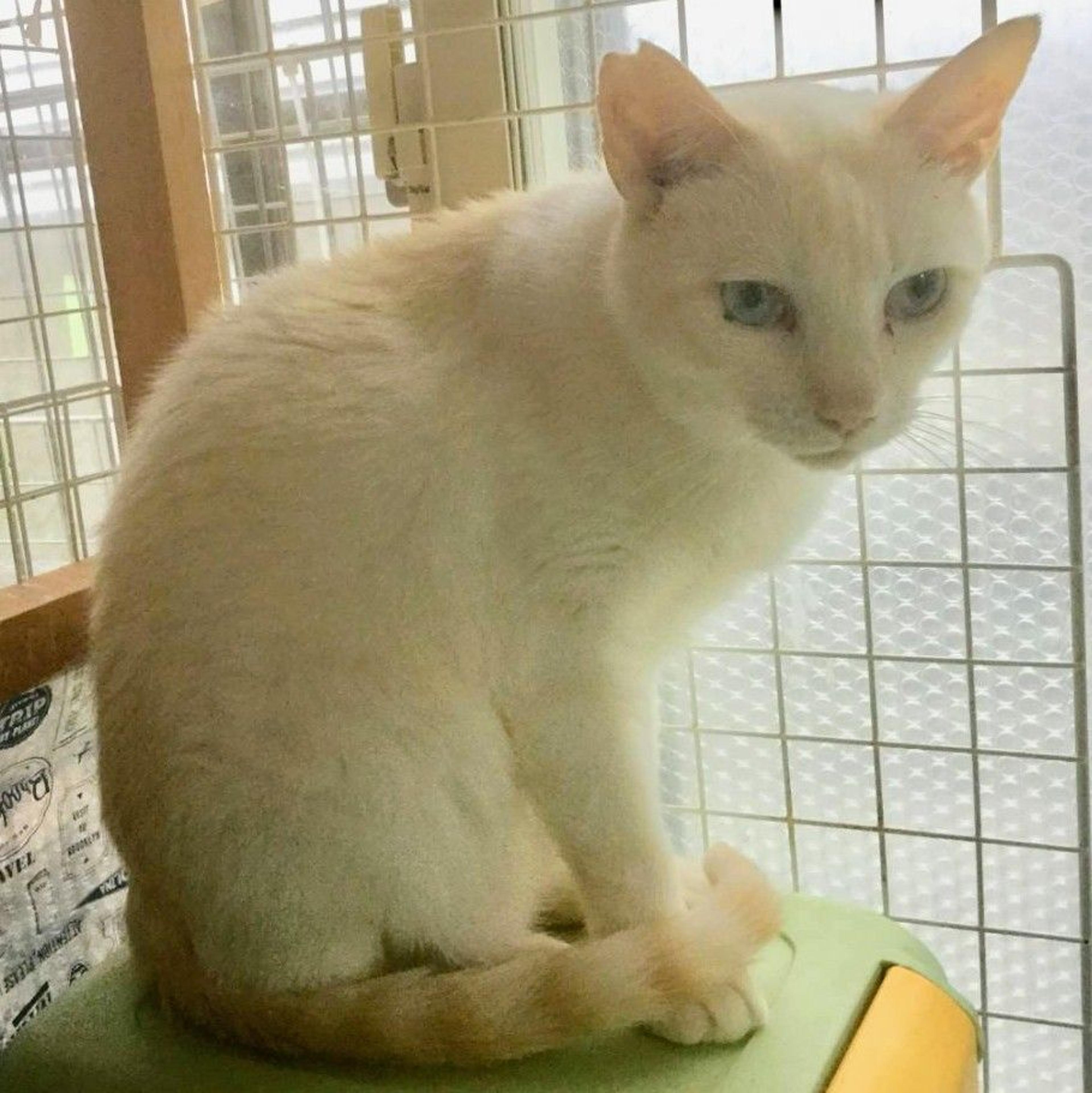 pet-image-2