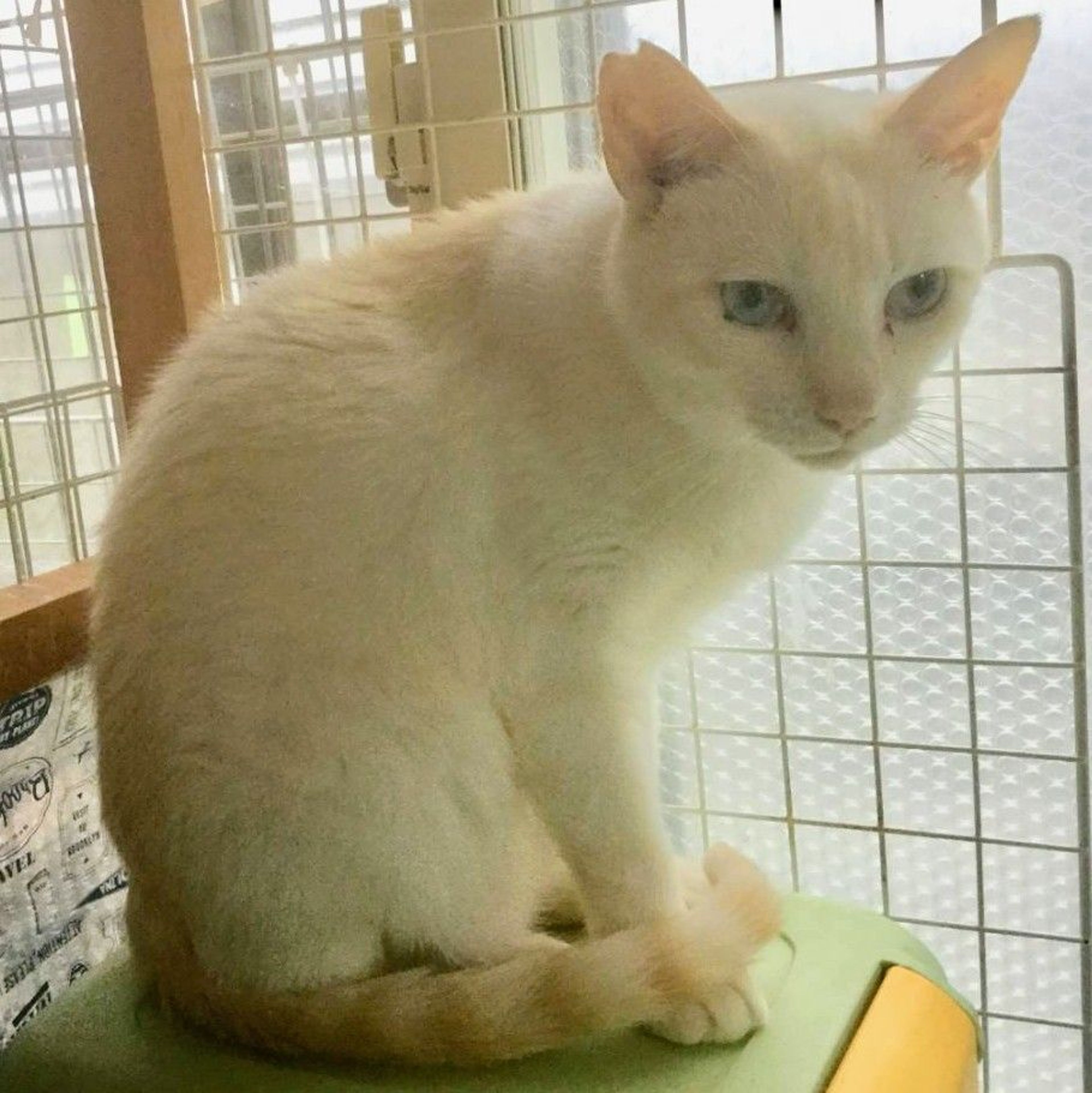 pet-image-2