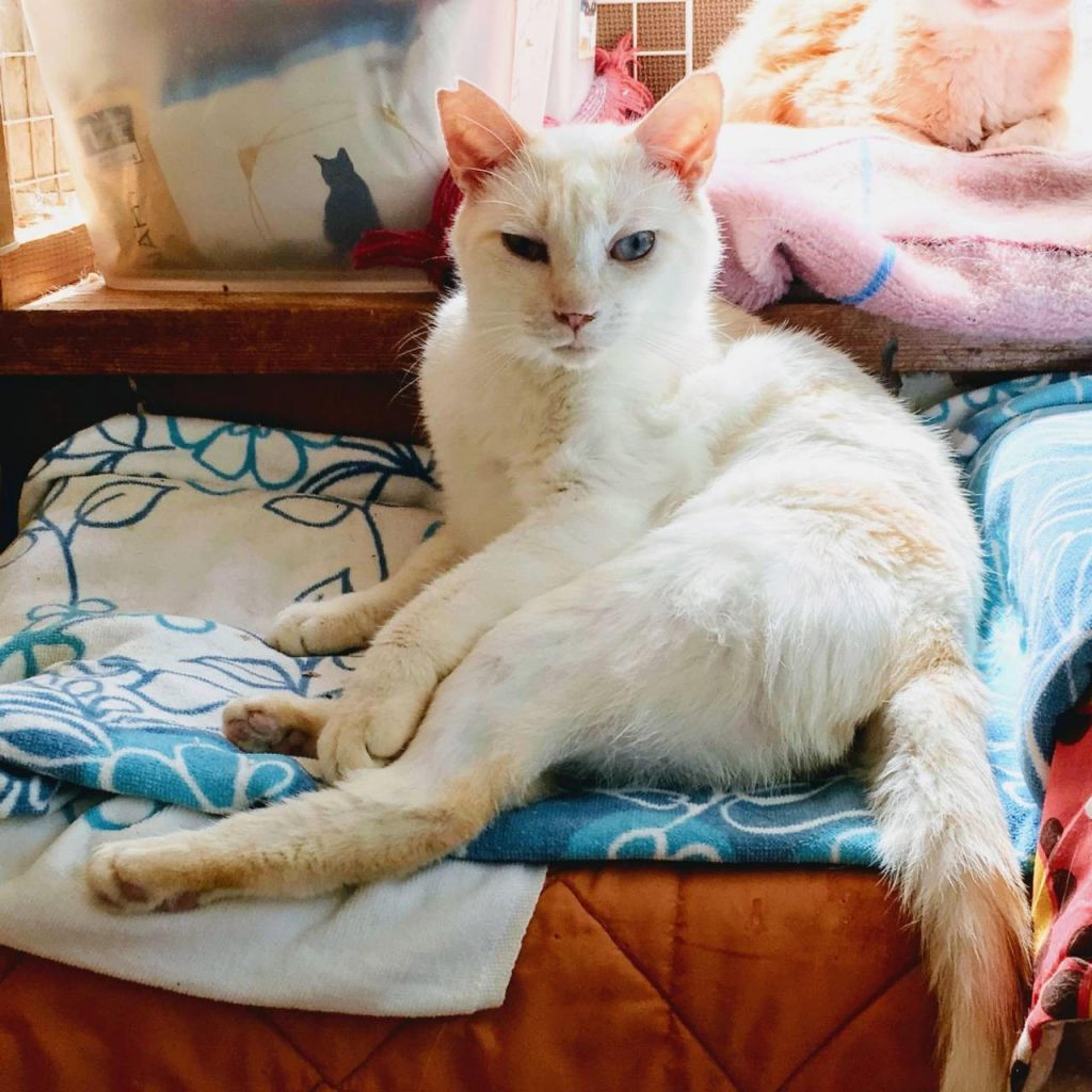 pet-image-3