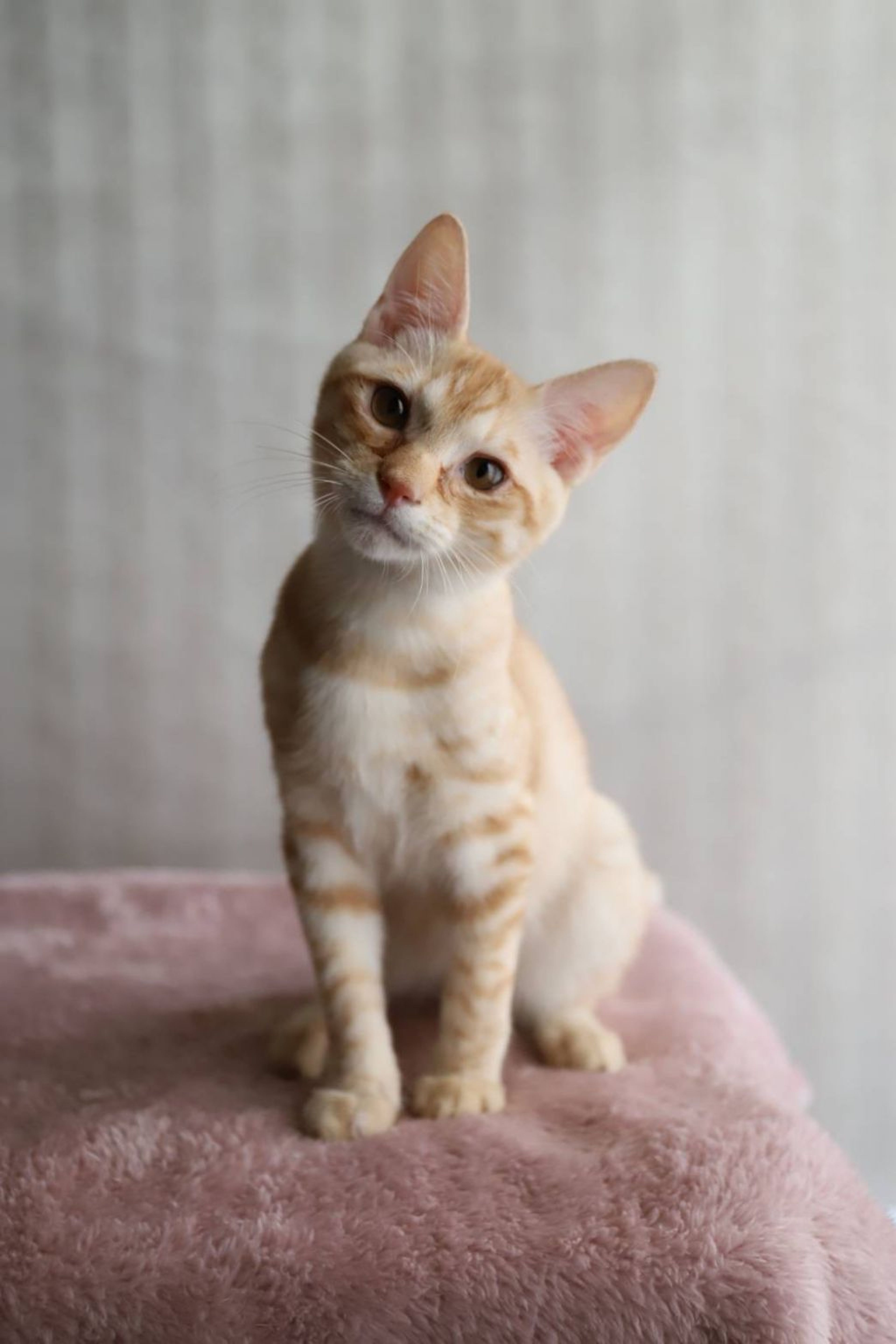 雑種（ミックス猫）・オスの里親募集の写真