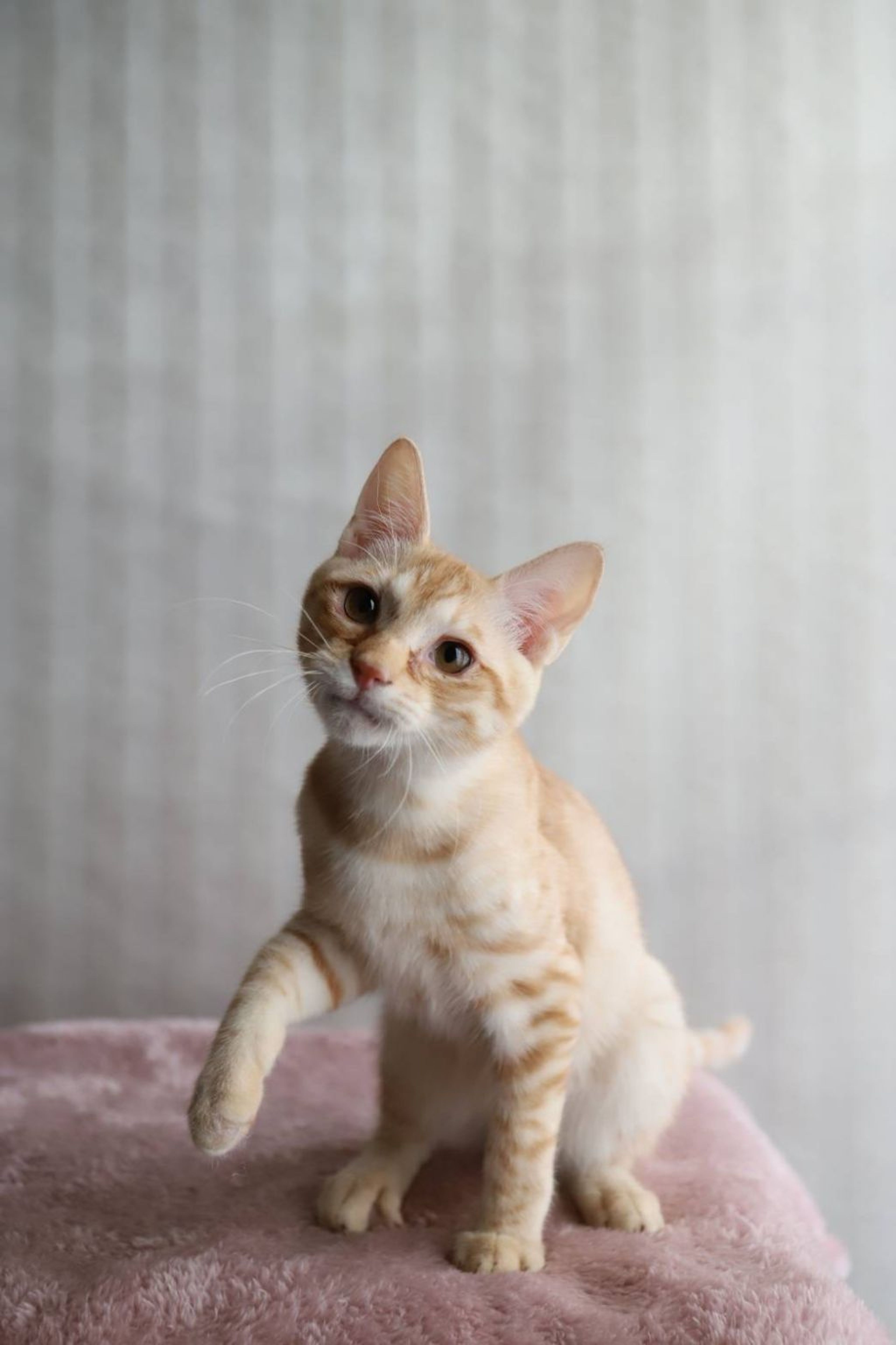 pet-image-4